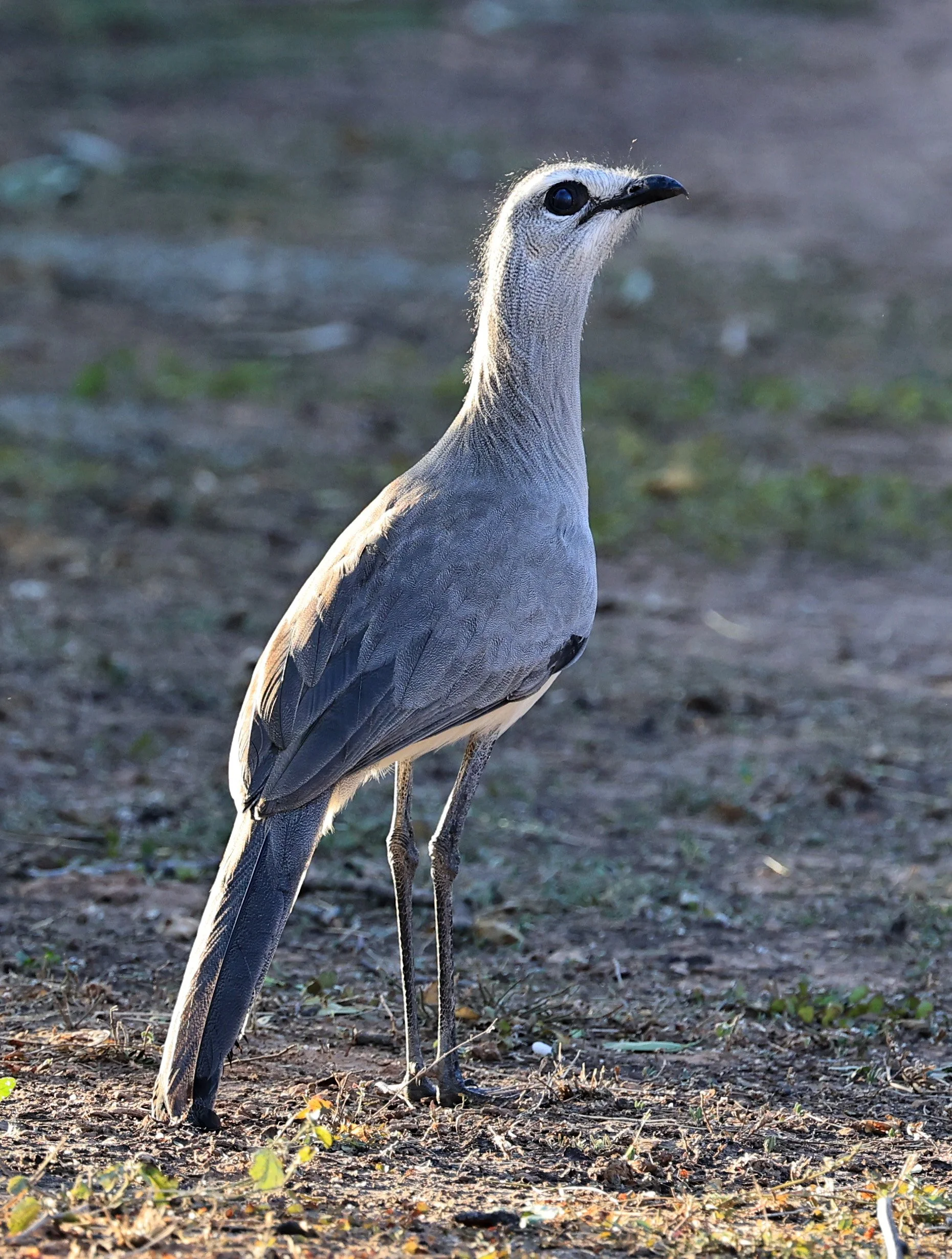 Black-legged Seriema (Chunga burmeisteri) Parque Nacional Teniente Agripino Enciso (7).jpg