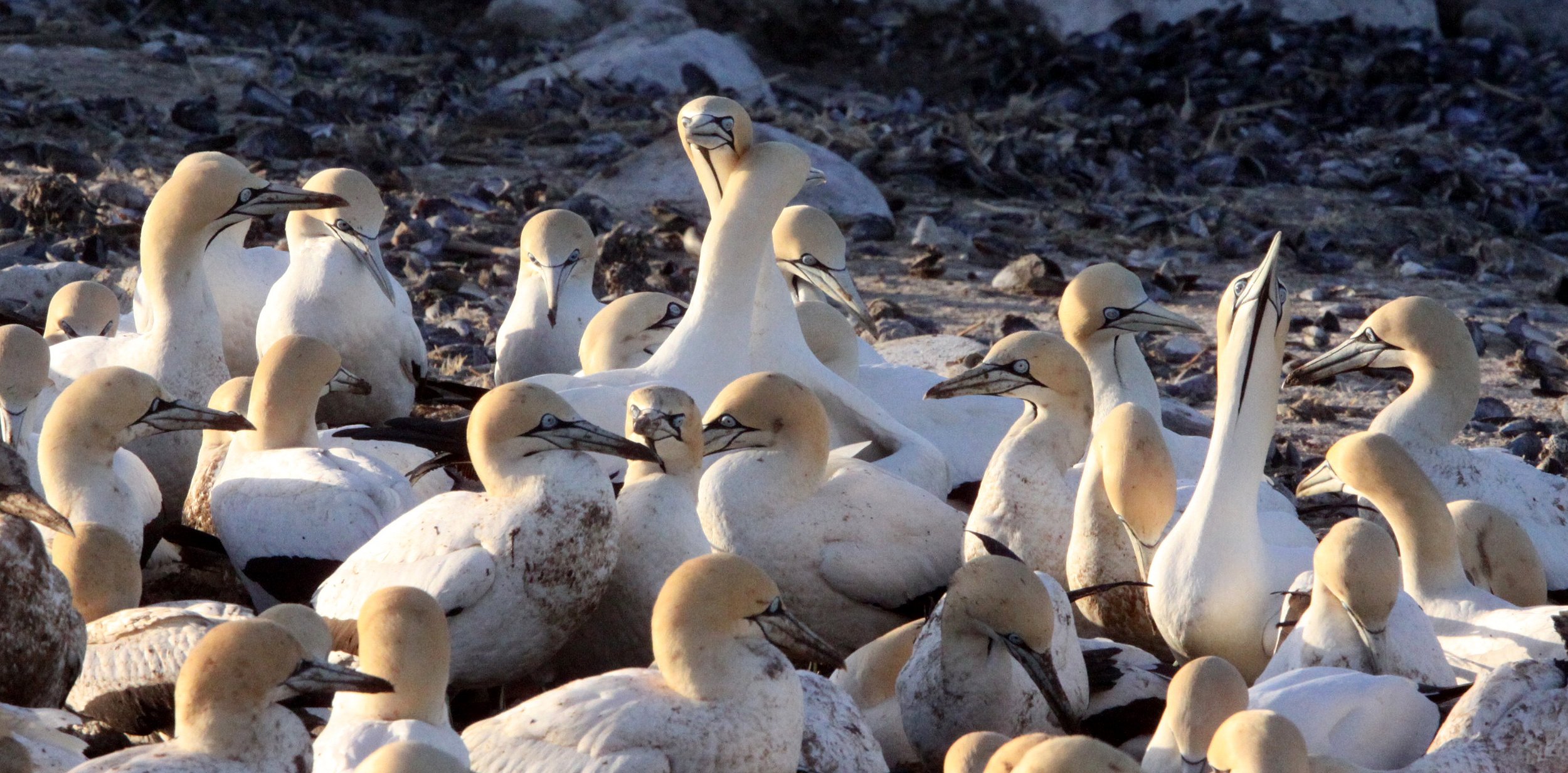 Cape gannet (Morus capensis) Lambert's Bay South Africa (86).JPG