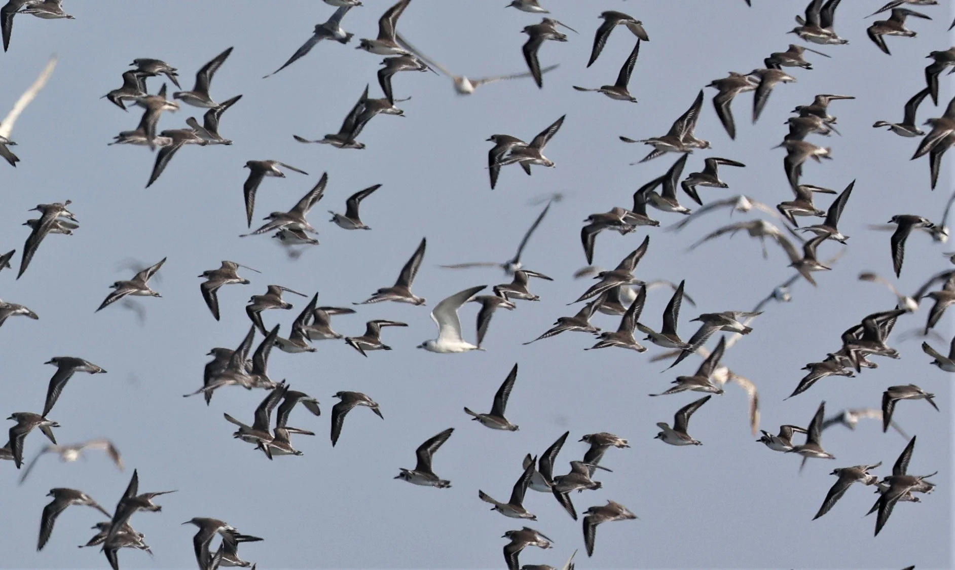 PLOVER - GREATER SAND-PLOVER - Charadrius leschenaultii - LESSER SP, CURLEW, BROADBILL SP PAK THALE OCTOBER 2 (48).jpg
