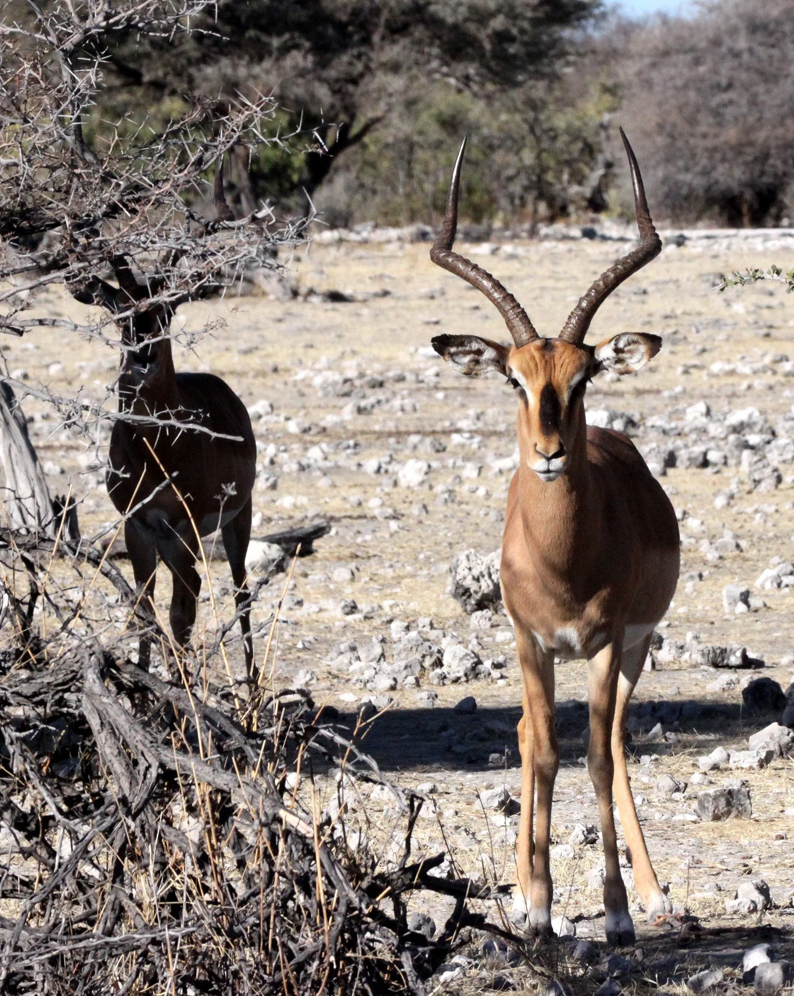 IMPALA - BLACK-FACED IMPALA - Aepyceros petersi - ETOSHA NATIONAL PARK NAMIBIA (4).JPG
