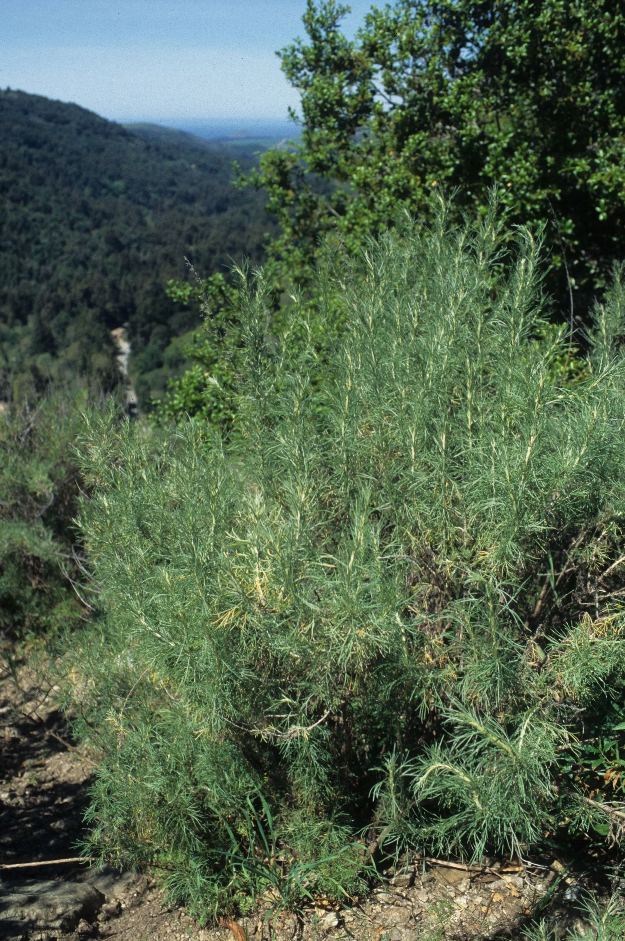 CALIFORNIA - BIG SUR - ARTEMISIA SPECIES B.jpg