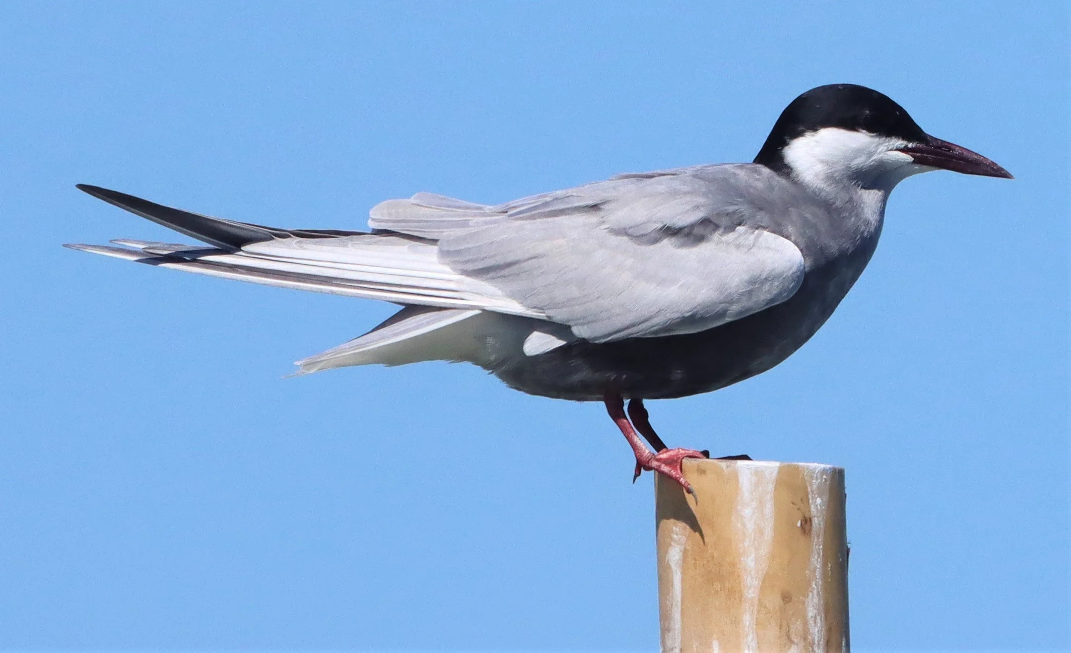 TERN - WHISKERED TERN - Chlidonias hybridus - Off Khok-Kham Shoreline, Samut Sakhon, Gulf of Siam (6).jpg