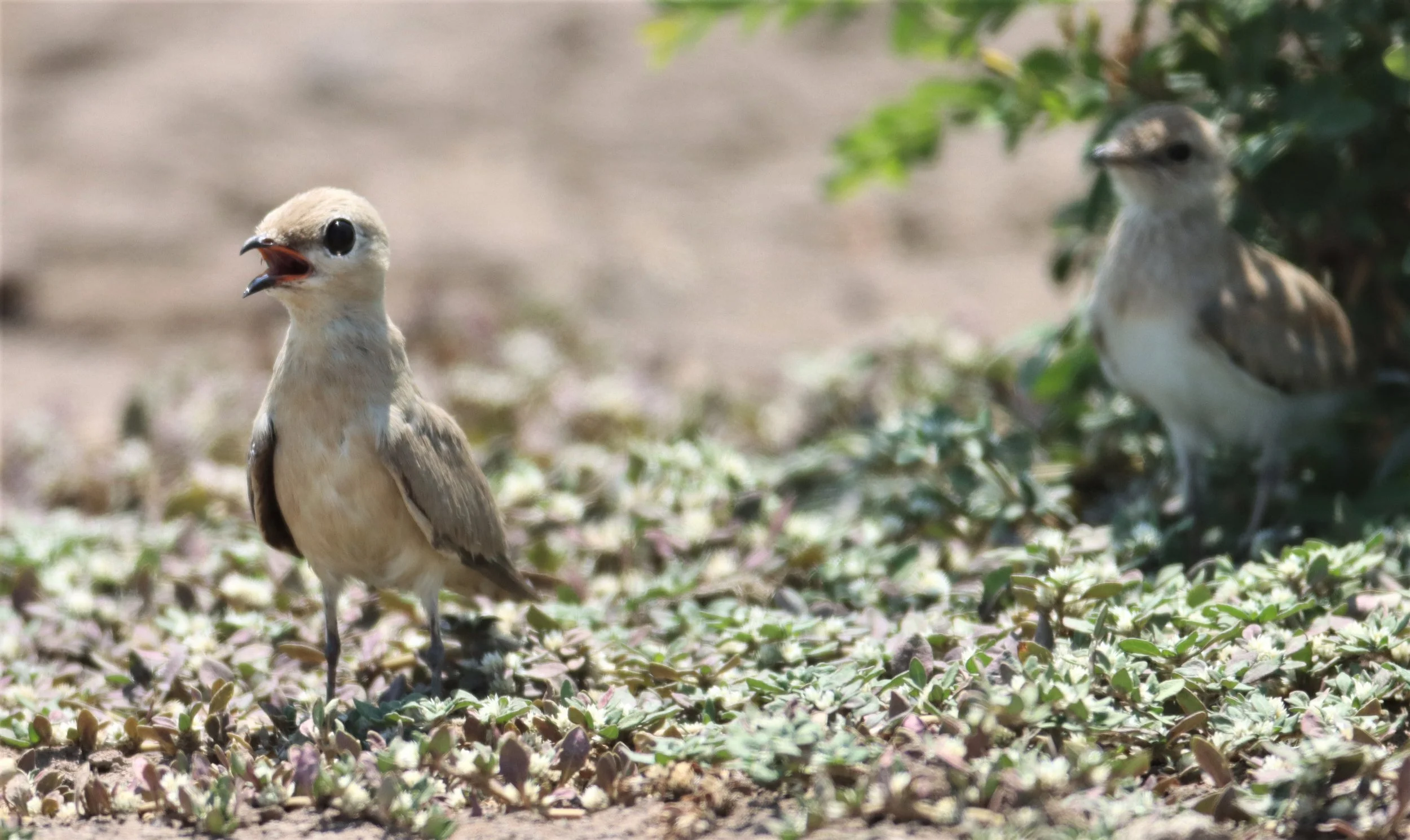 PRATINCOLE - SMALL PRATINCOLE - Glareola lactea - BANG KHAEM WETLANDS NAKHON PATHOM (16).jpg