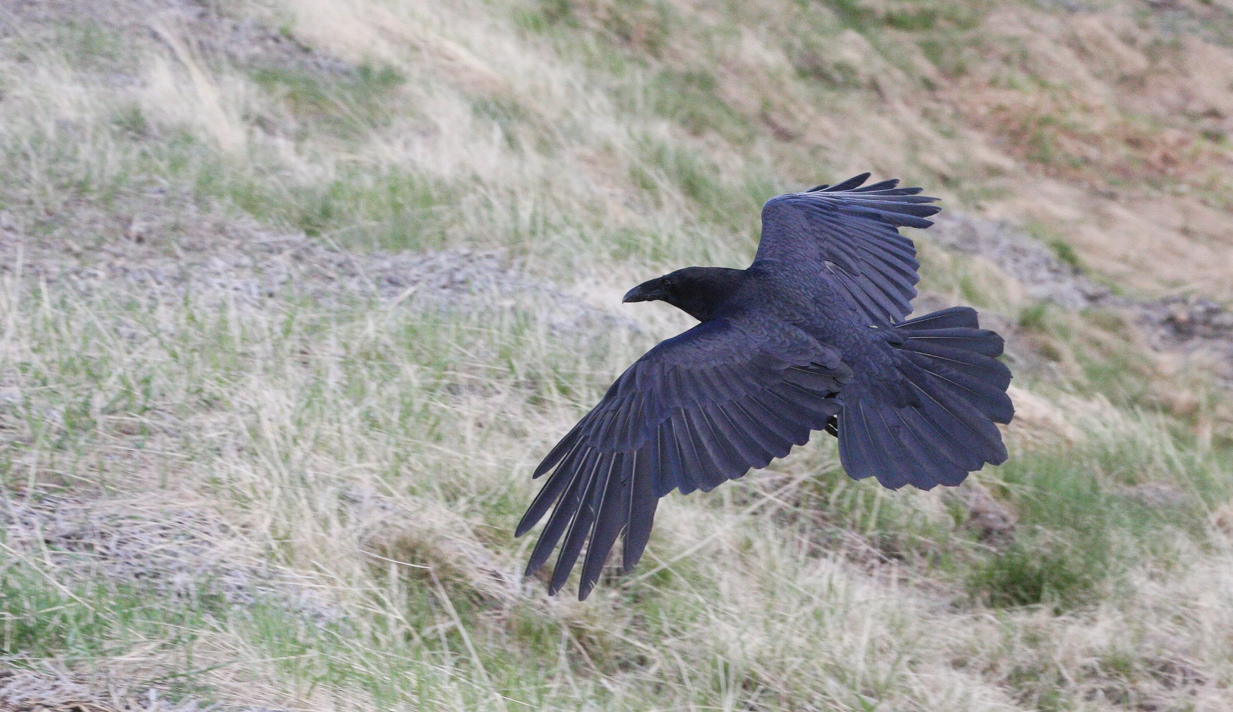 BIRD - RAVEN - NORTHERN RAVEN - HURRICANE RIDGE WA.JPG