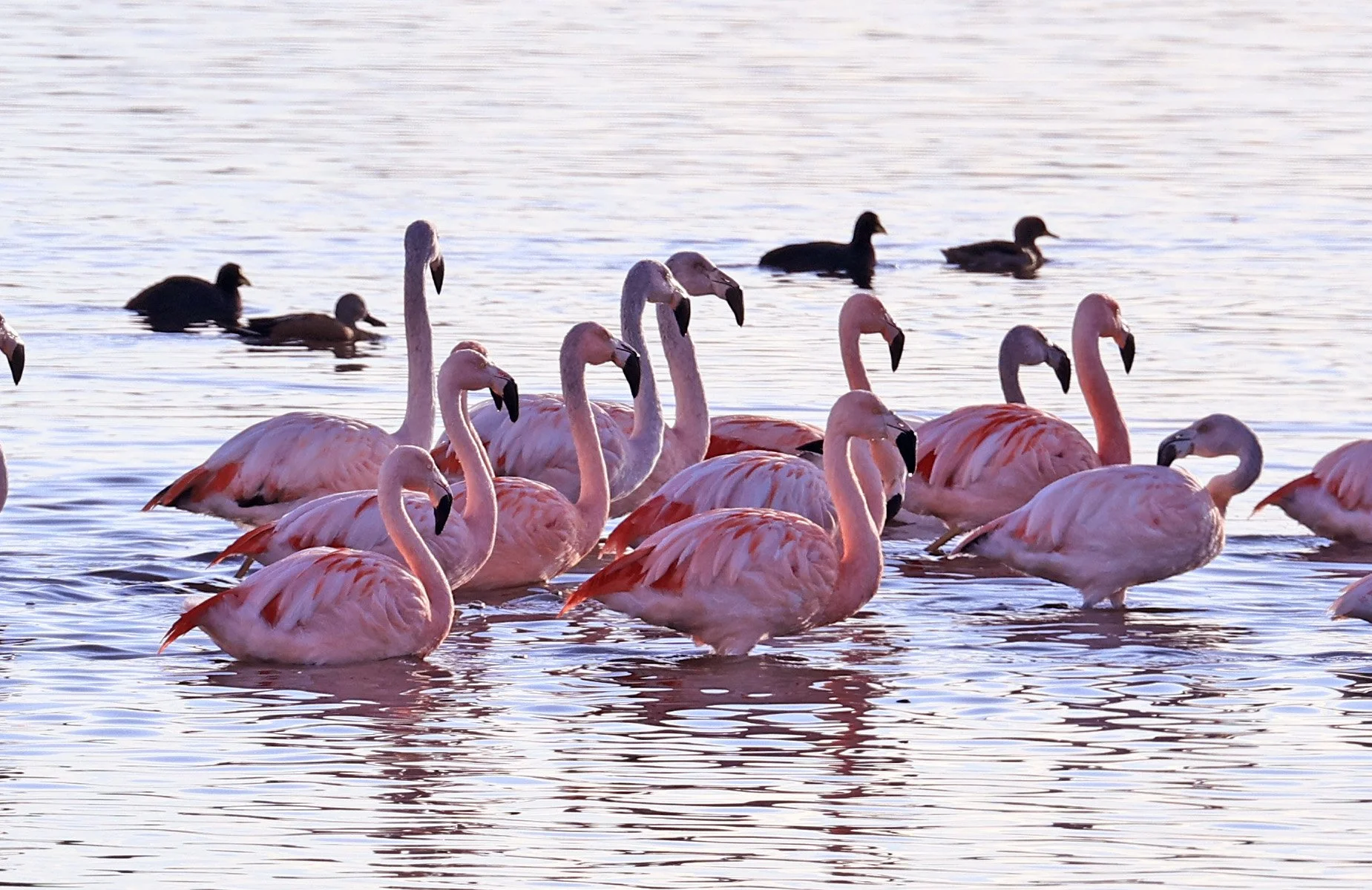 Chilean Flamingo (Phoenicopterus chilensis) Lagunas del Ornitólogo, Trelew Argentina (23).jpg
