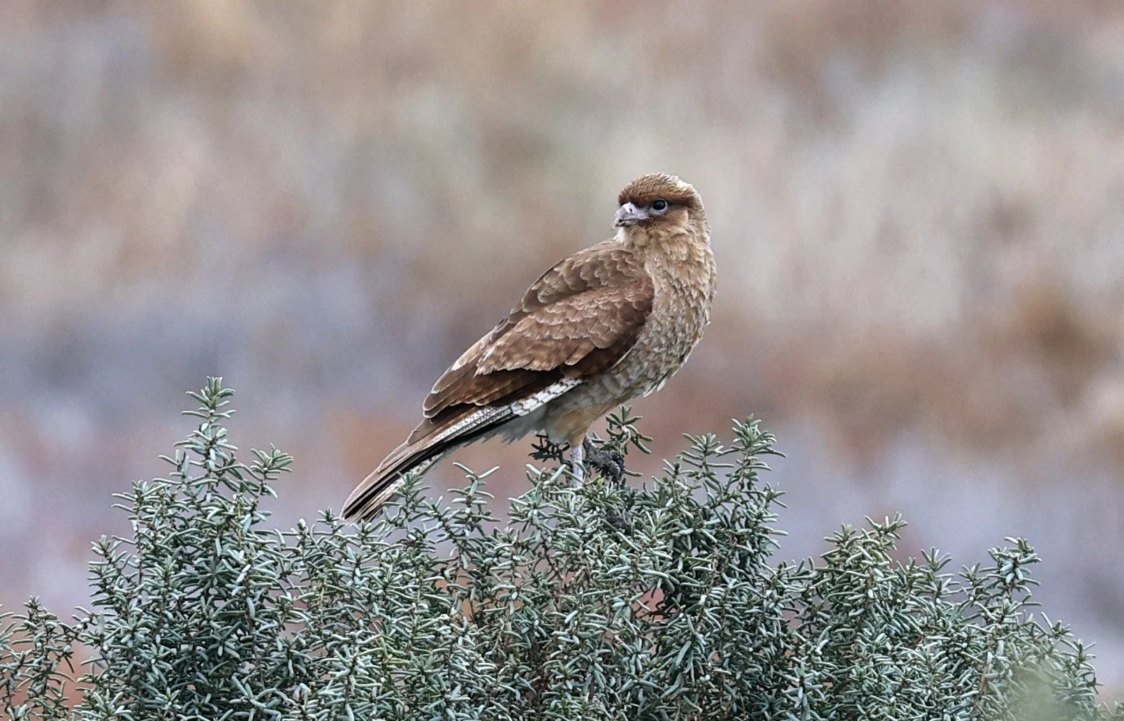 Chimango Caracara (Daptrius chimango) Lagunas del Ornitólogo, Trelew Argentina (11).jpg