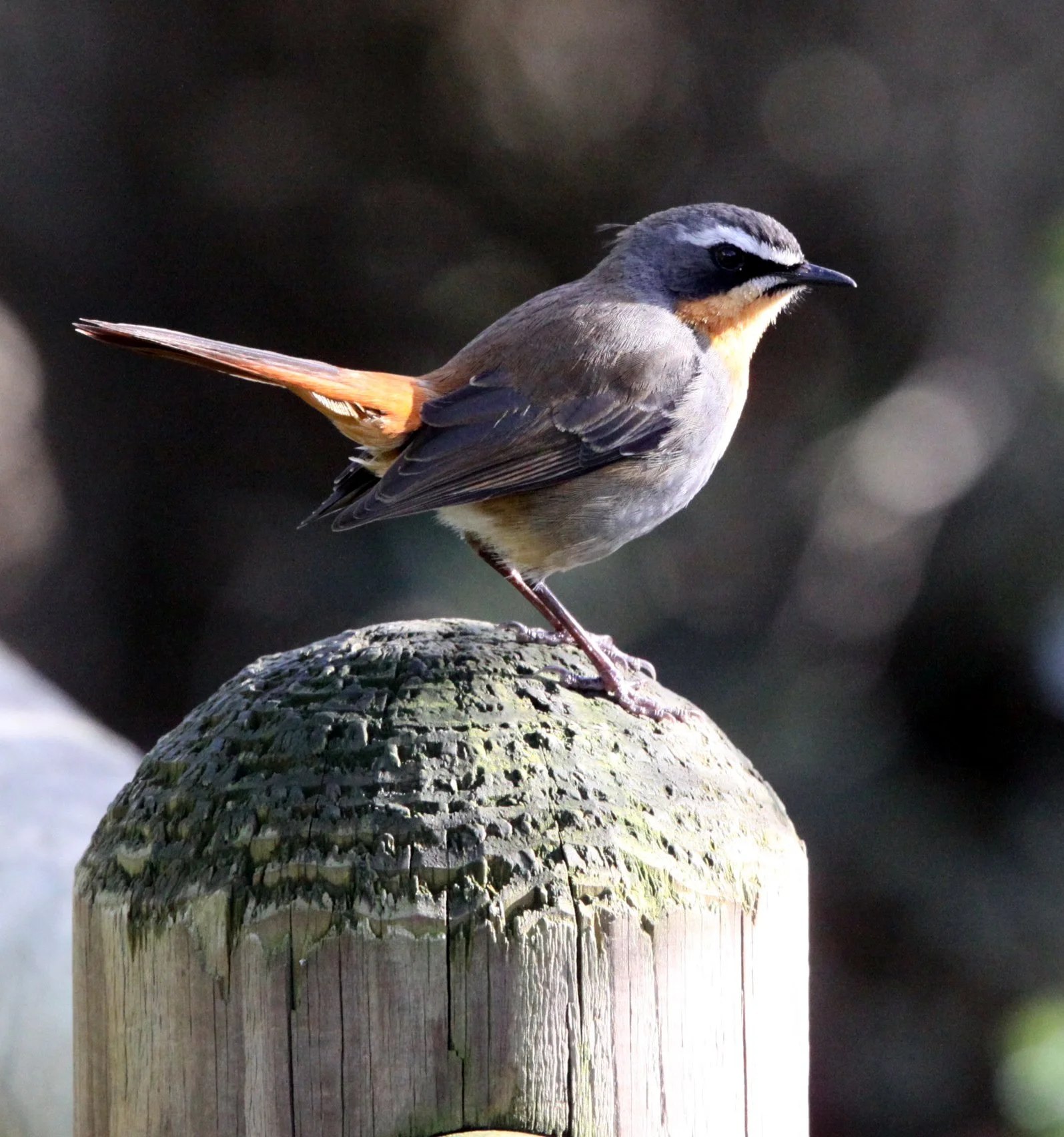 BIRD - ROBIN-CHAT - CAPE ROBIN-CHAT - COSSYPHA CAFFRA - TABLE MOUNTAIN NATIONAL PARK SOUTH AFRICA - SIMON'S TOWN ROOKERY (6).JPG