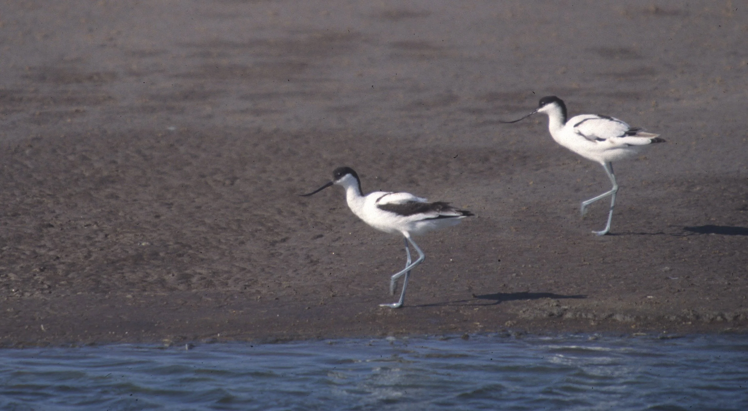 BIRDS - AVOCET - NAMIBIA 2.jpg