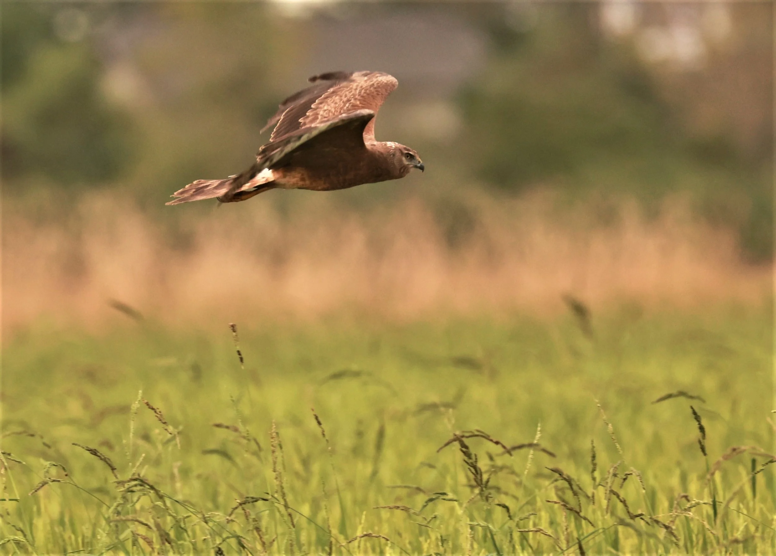 HARRIER - PIED HARRIER - Circus melanoleucos - PATHUM THANI RICE RESEARCH CENTER 06 JAN 2023 (9).jpg