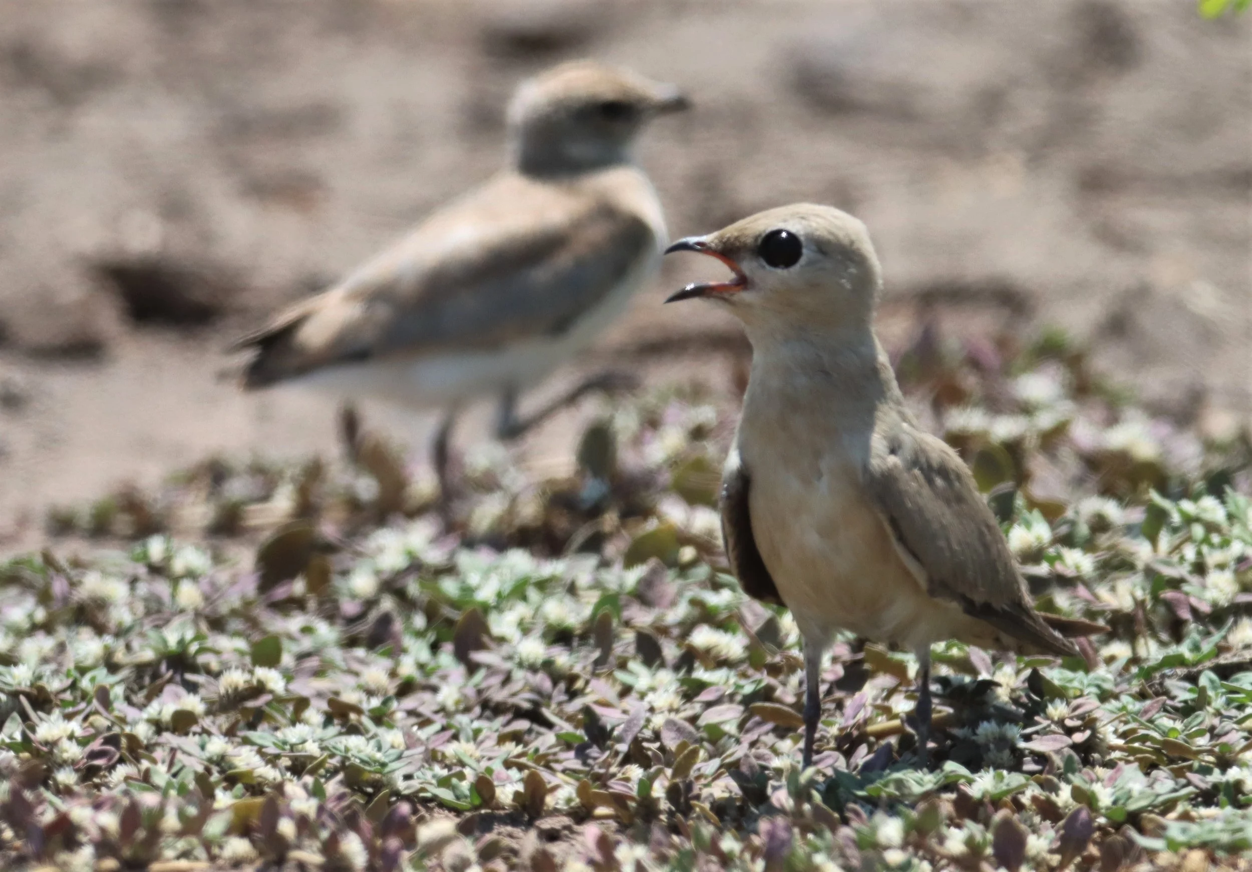 PRATINCOLE - SMALL PRATINCOLE - Glareola lactea - BANG KHAEM WETLANDS NAKHON PATHOM (4).jpg