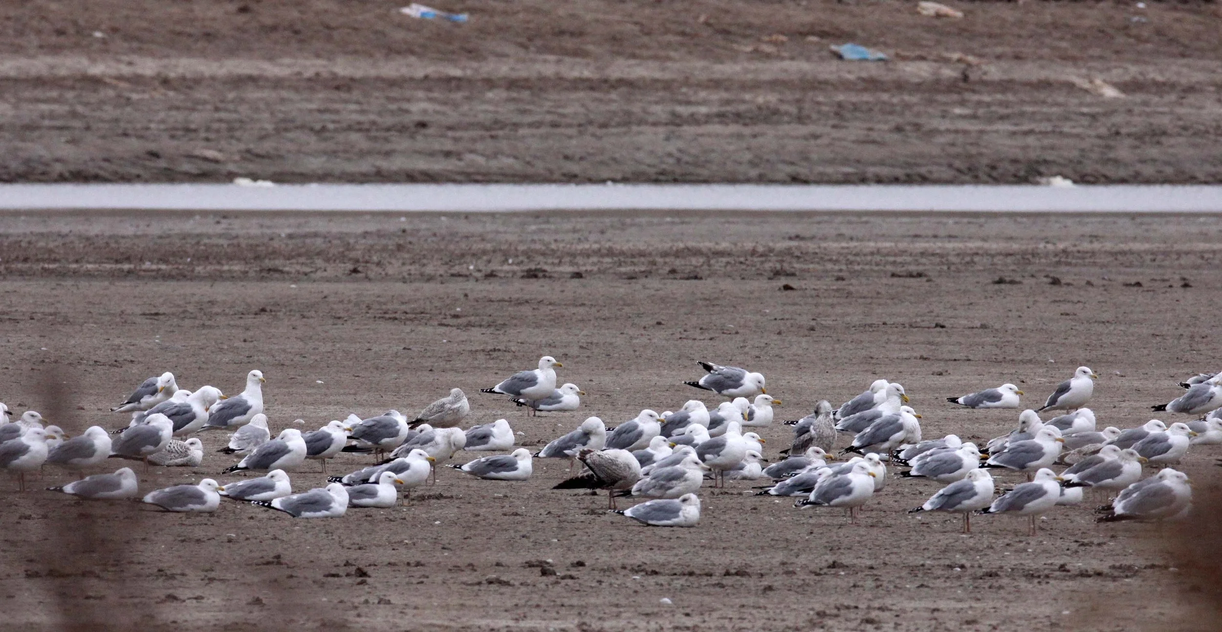 BIRD - GULL - MONGOLIAN GULL- YANCHENG CHINA (8).JPG