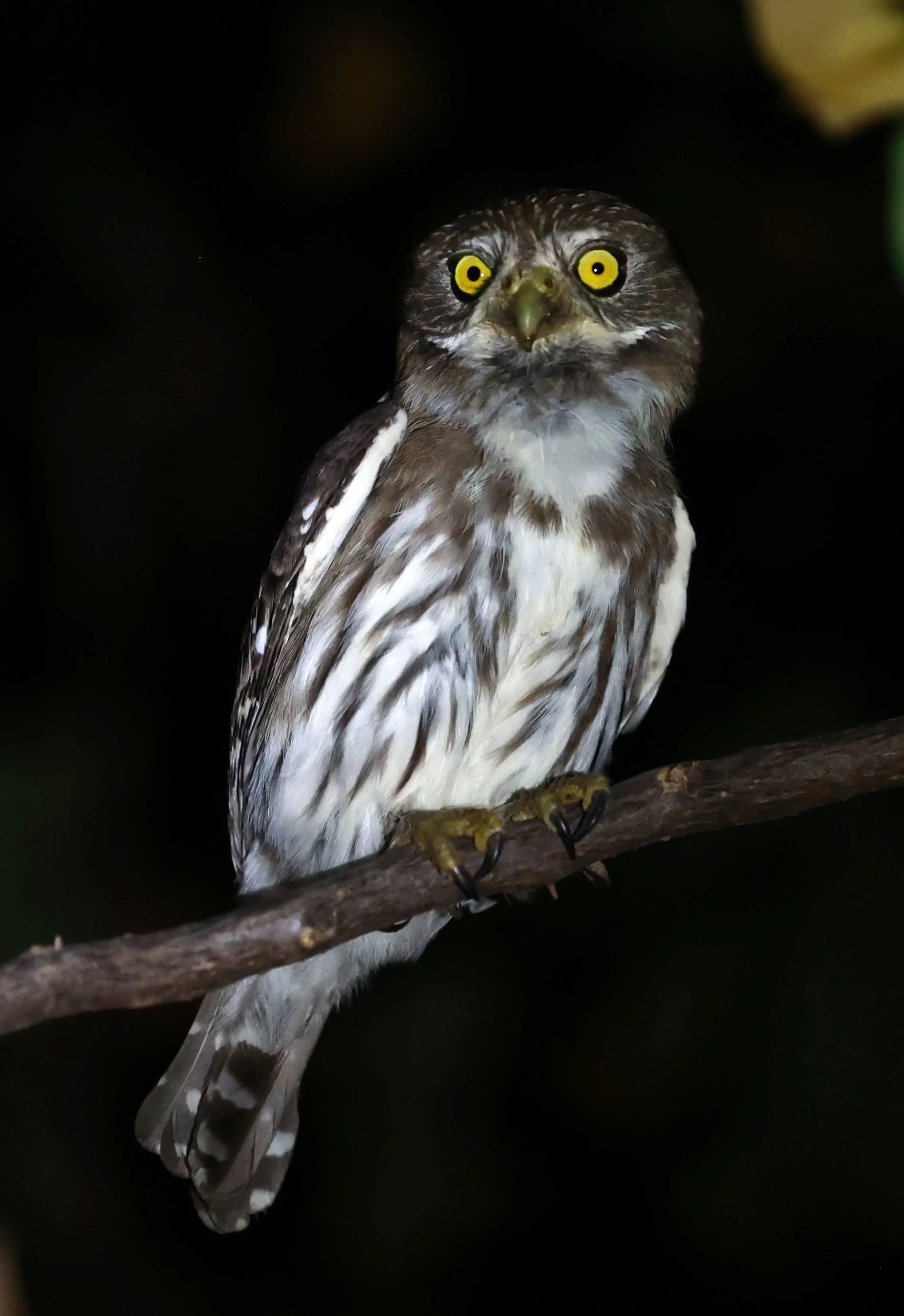 Owl - Ferruginous Pygmy Owl - Glaucidium brasilianum - Pousada Aguape - Fazenda São José Zona Rural, Aquidauana, Mato Grosso do Sul, Brazil (14).jpg