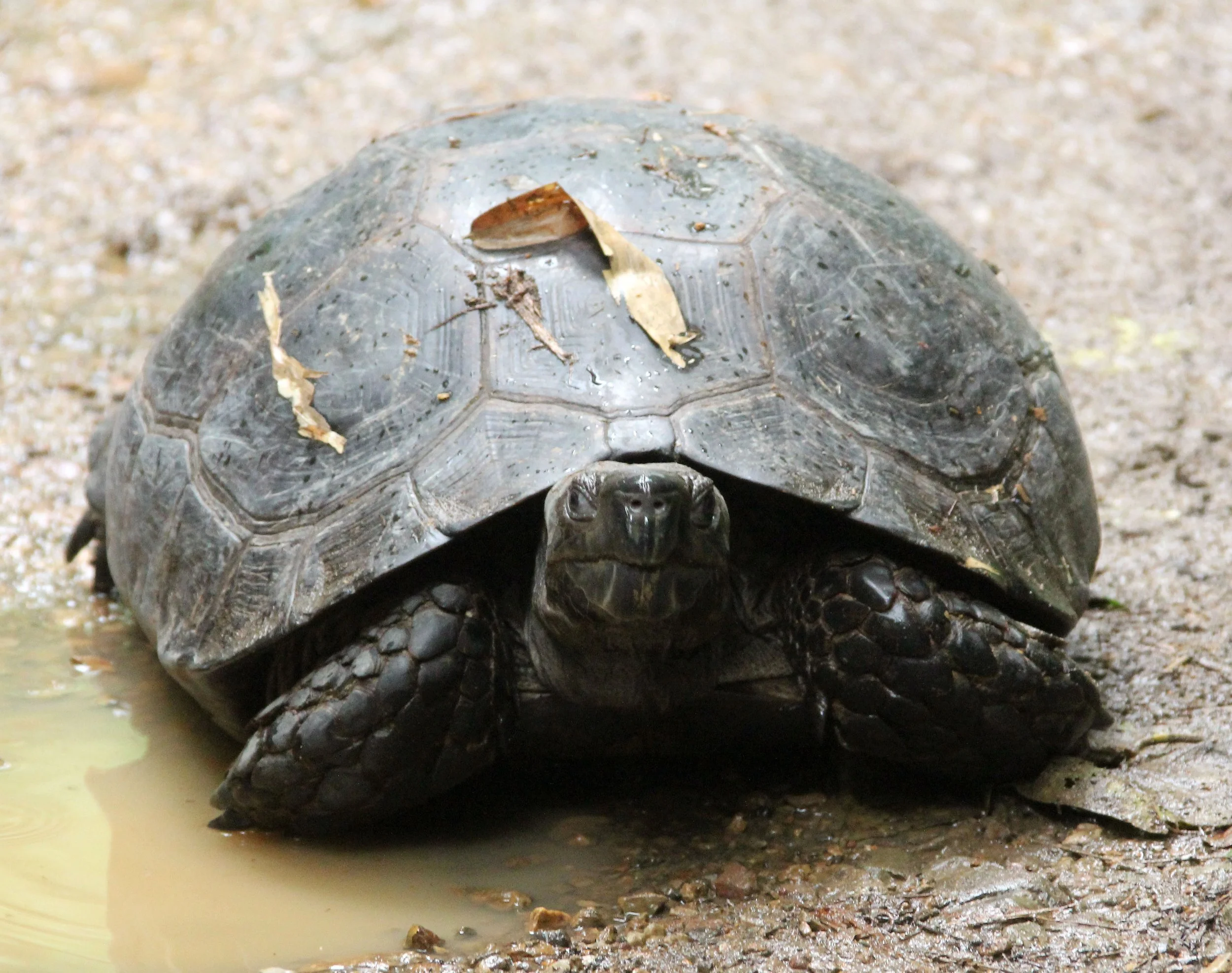 Manouria emys - ASIAN FOREST TORTOISE - KAENG KRACHAN NATIONAL PARK THAILAND (5).JPG