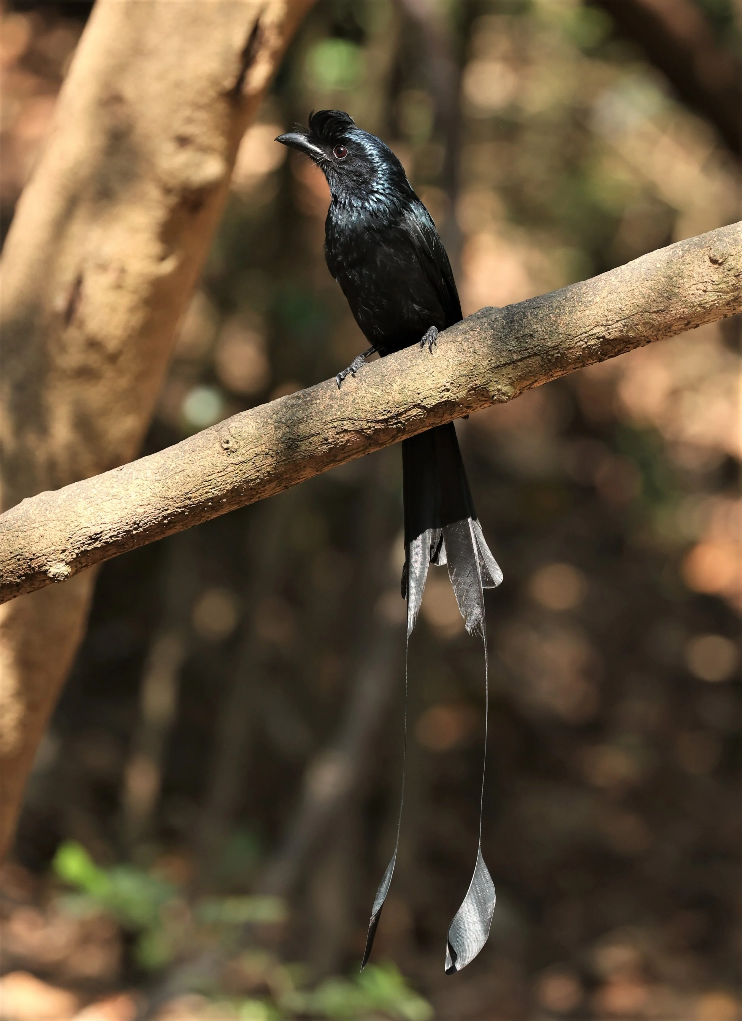 Greater Racket-tailed Drongo (Dicrurus paradiseus)