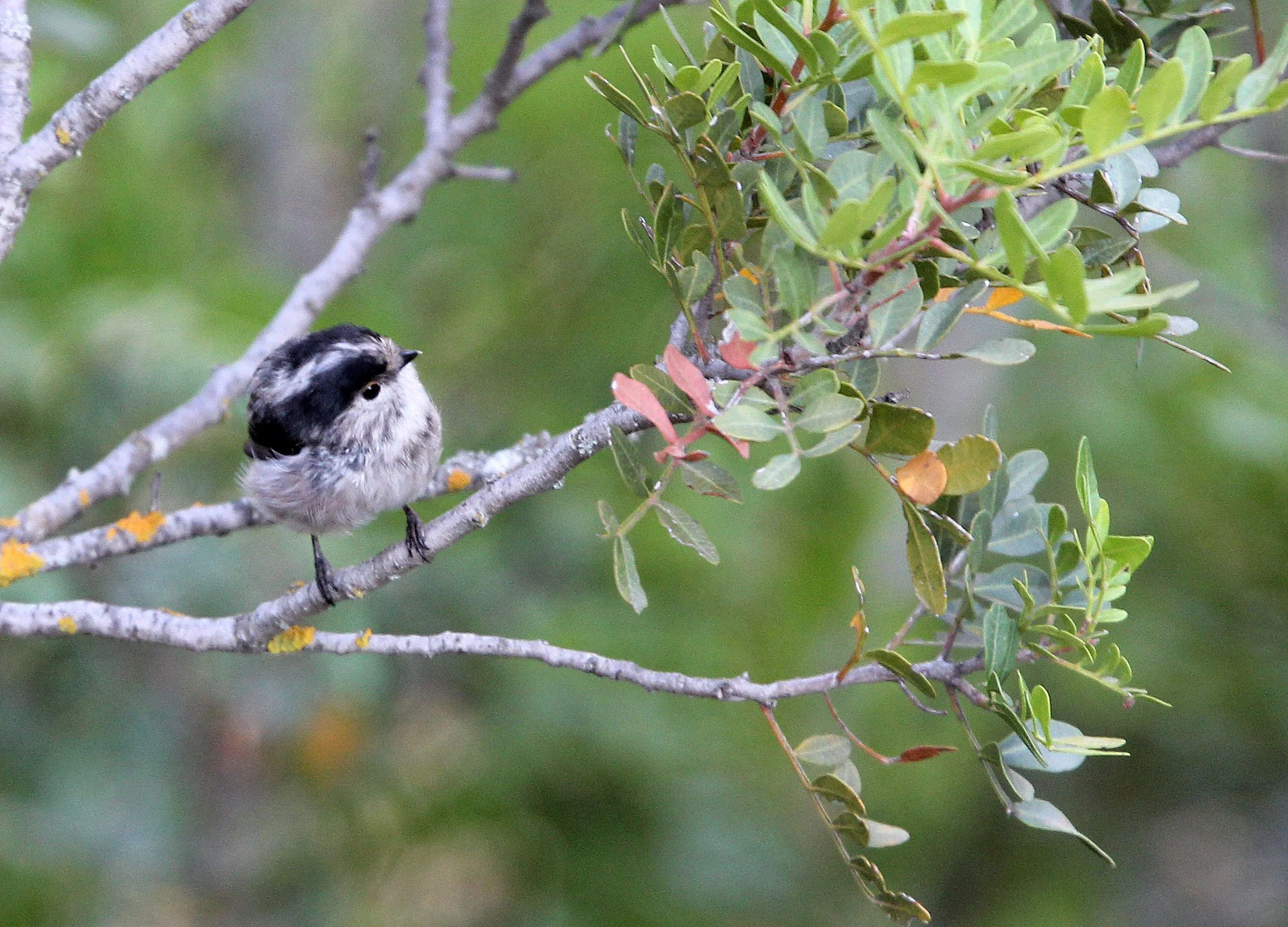 Long-tailed tit (Aegithalos caudatus) Sierra de Andujar Spain (4).JPG
