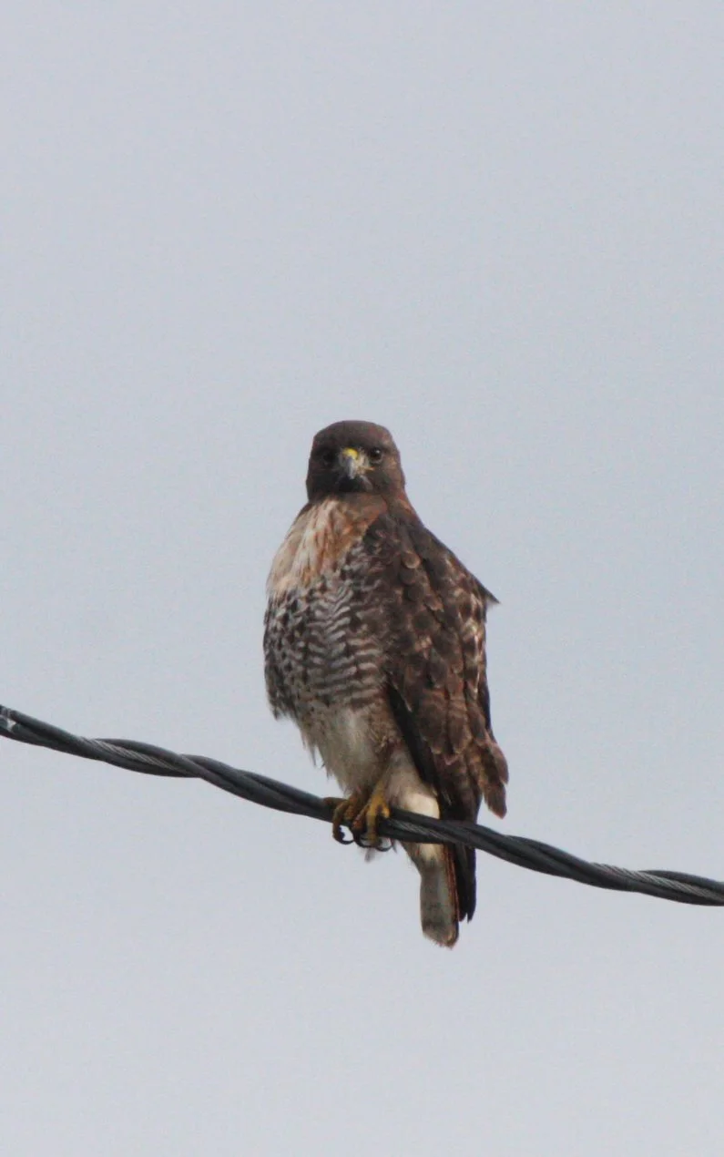 Buteo jamaicensis - RED-TAILED HAWK - JAMESTOWN WA (42).JPG