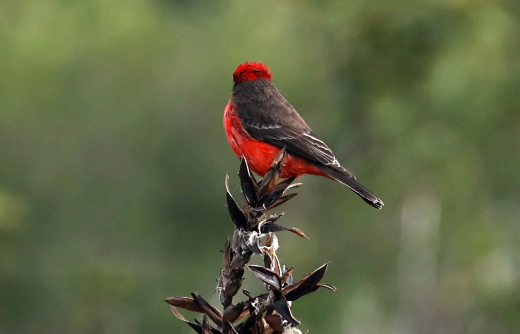 Brazilian tanager (Ramphocelus bresilia) Superagüi National Park, Brazil (4).jpg