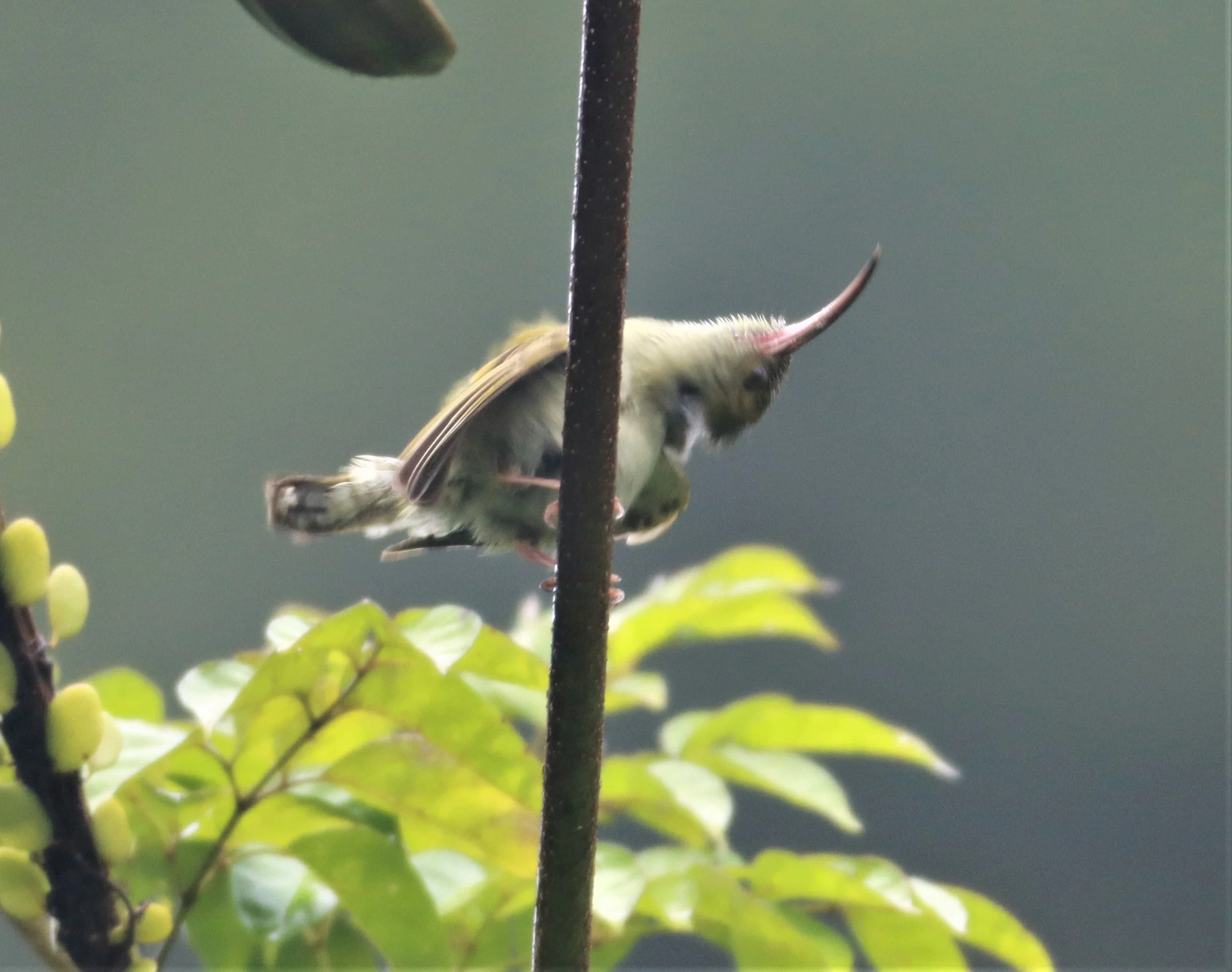SPIDERHUNTER - GREY-BREASTED SPIDERHUNTER - Arachnothera modesta - KHAO SOK SURAT THANI (68).jpg