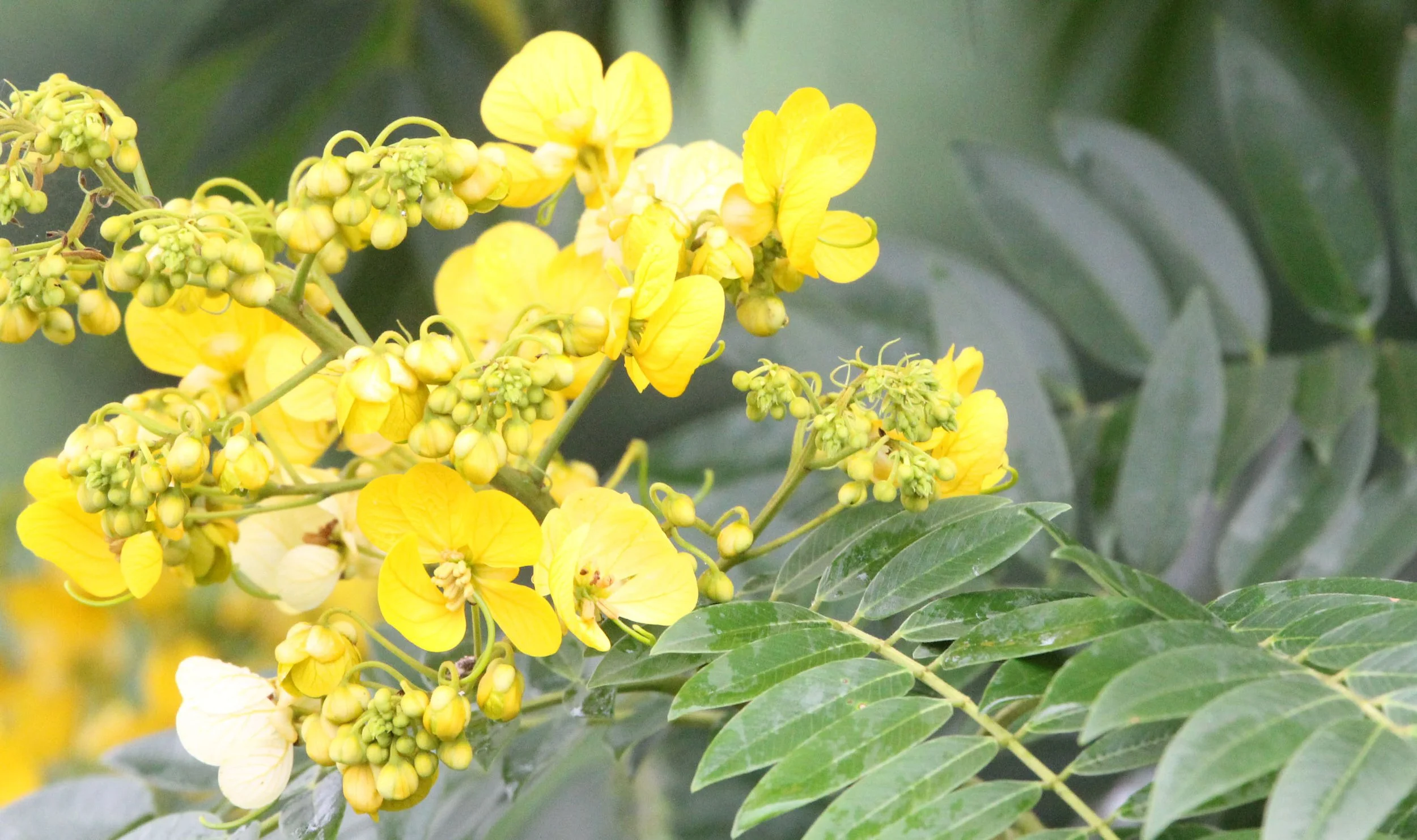 MURCHISON FALLS NATIONAL PARK UGANDA (7).JPG