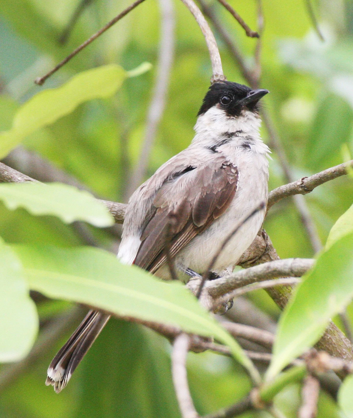 BULBUL - SOOTY-HEADED BULBUL - Pycnonotus aurigaster - HUAI KHA KHAENG NWS THAILAND (46).JPG