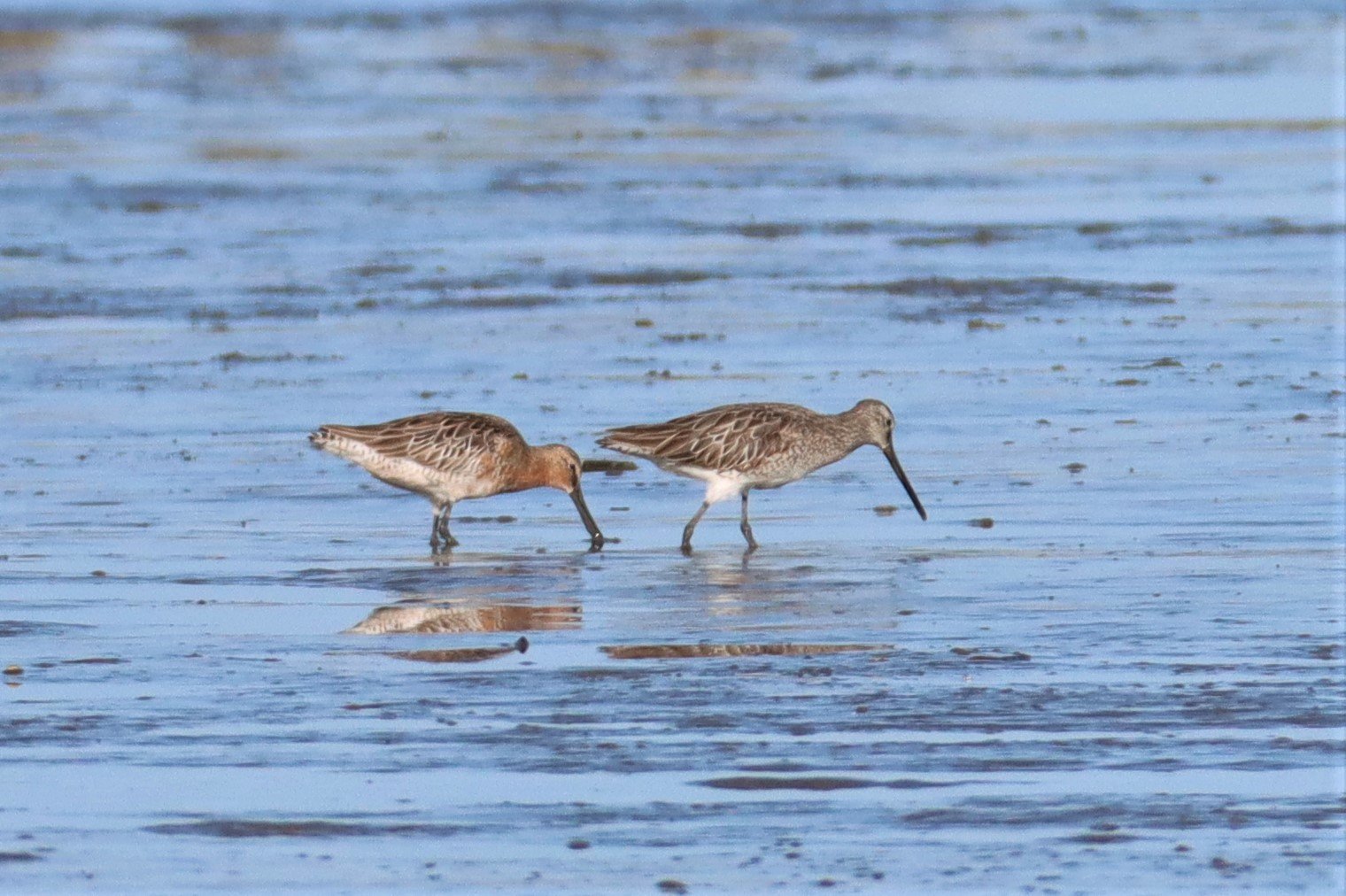 DOWITCHER - ASIAN DOWITCHER - Limnodromus semipalmatus - Mangrove Forest Research Center Samut Sakhon (30).jpg