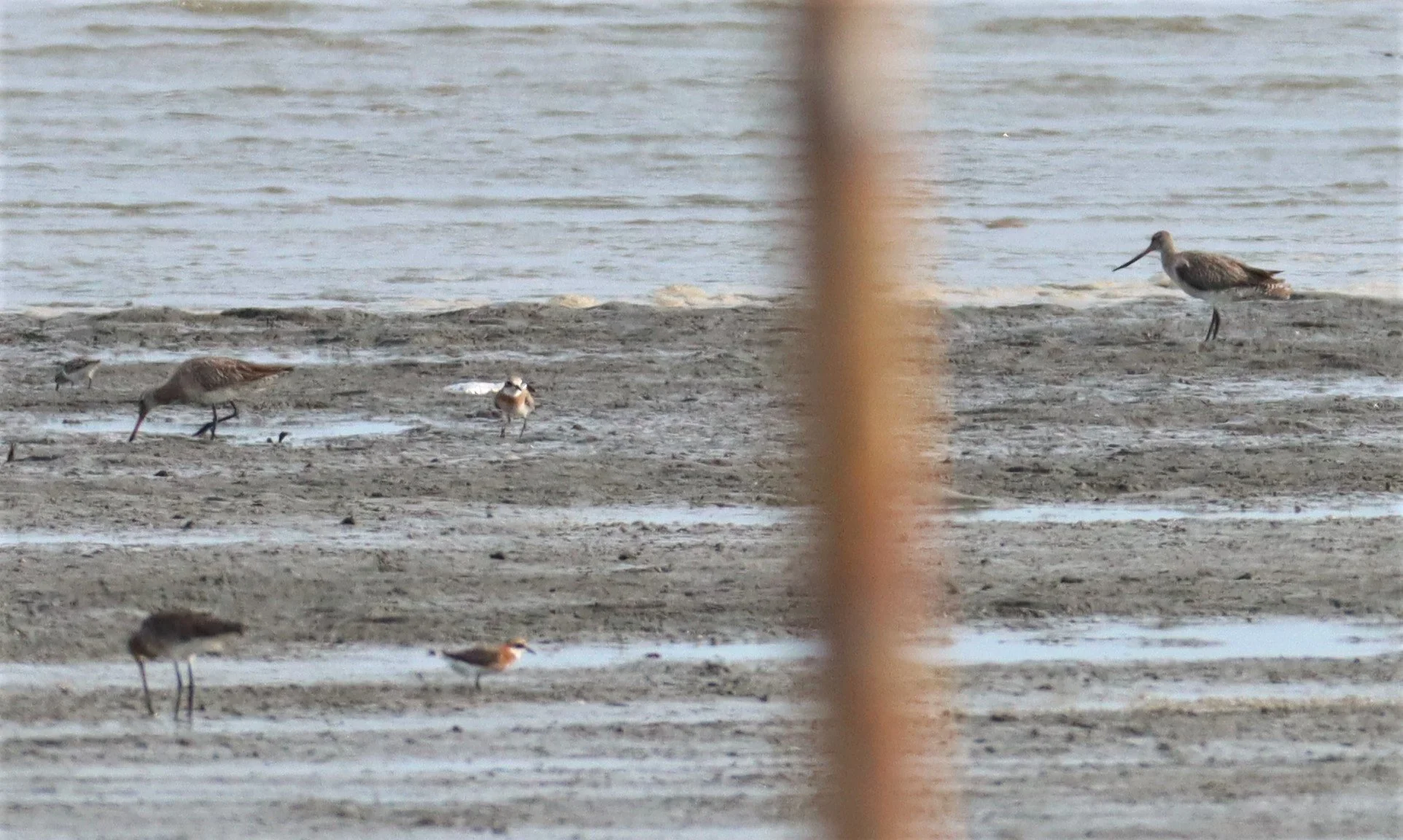 GODWIT - BLACK-TAILED GODWITS - Limosa limosa - AO MAHACHAI MANGROVE FOREST (1).jpg