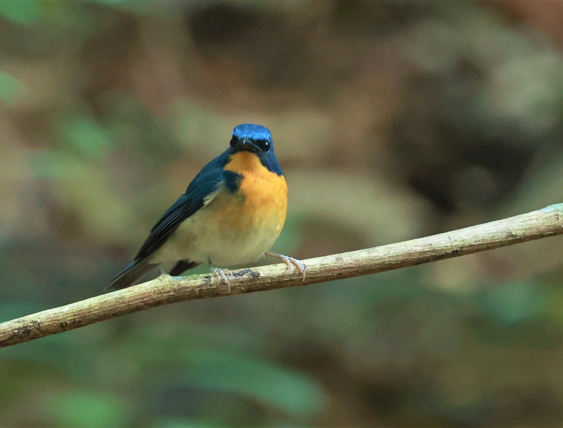 FLYCATCHER - LARGE BLUE FLYCATCHER - Cyornis magnirostris - Si Phang Nga National Park, Thailand Feb 18-19, 2023 (17).jpg