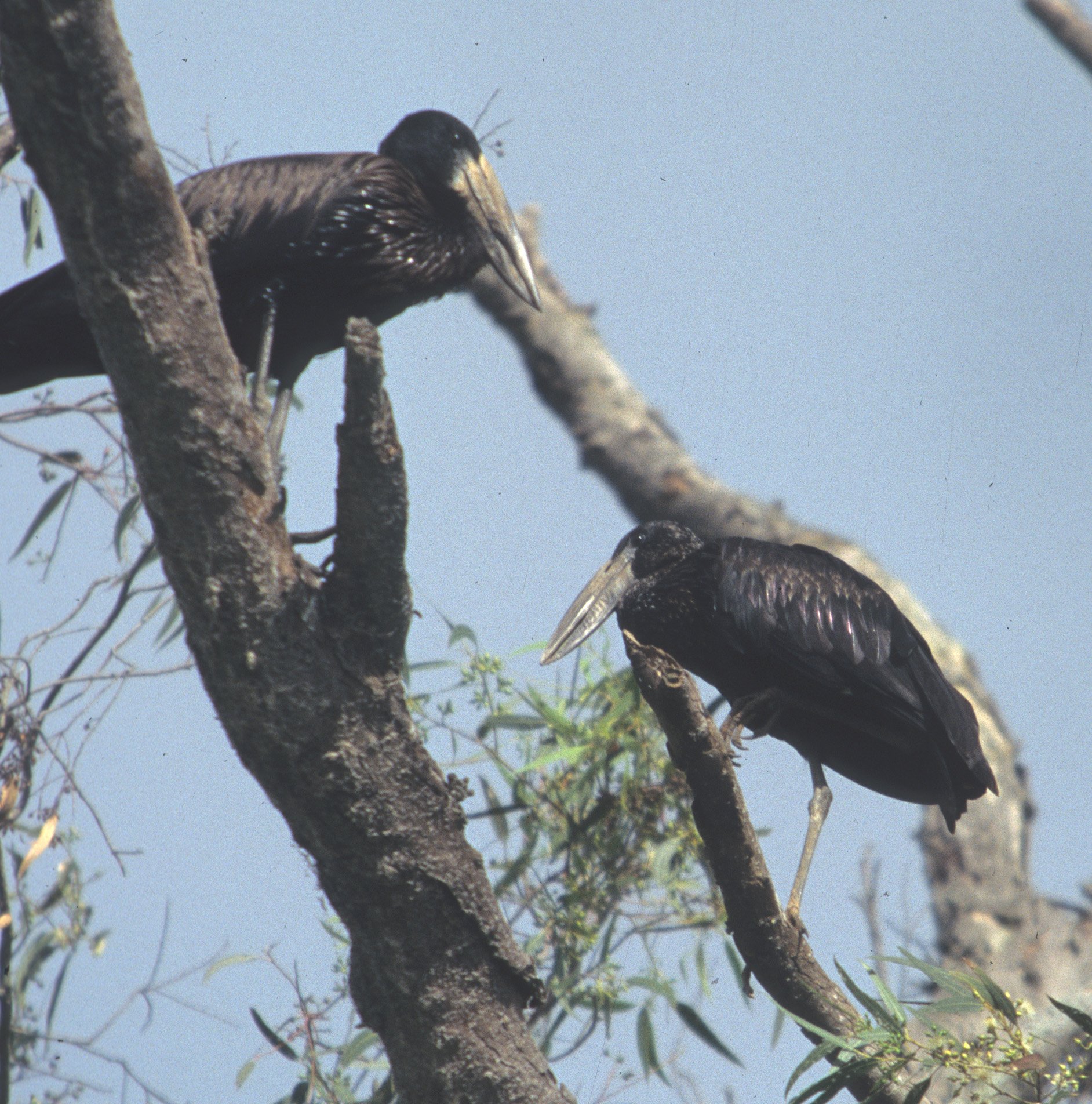 BIRDS - STORK - AFRICAN OPENBILLED - UGANDA A.jpg