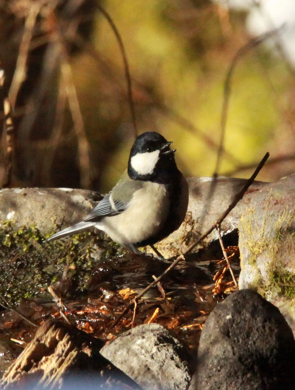 Japanese Tit (Parus minor) Shiobutsu Onsen Karuizawa Japan (20).JPG