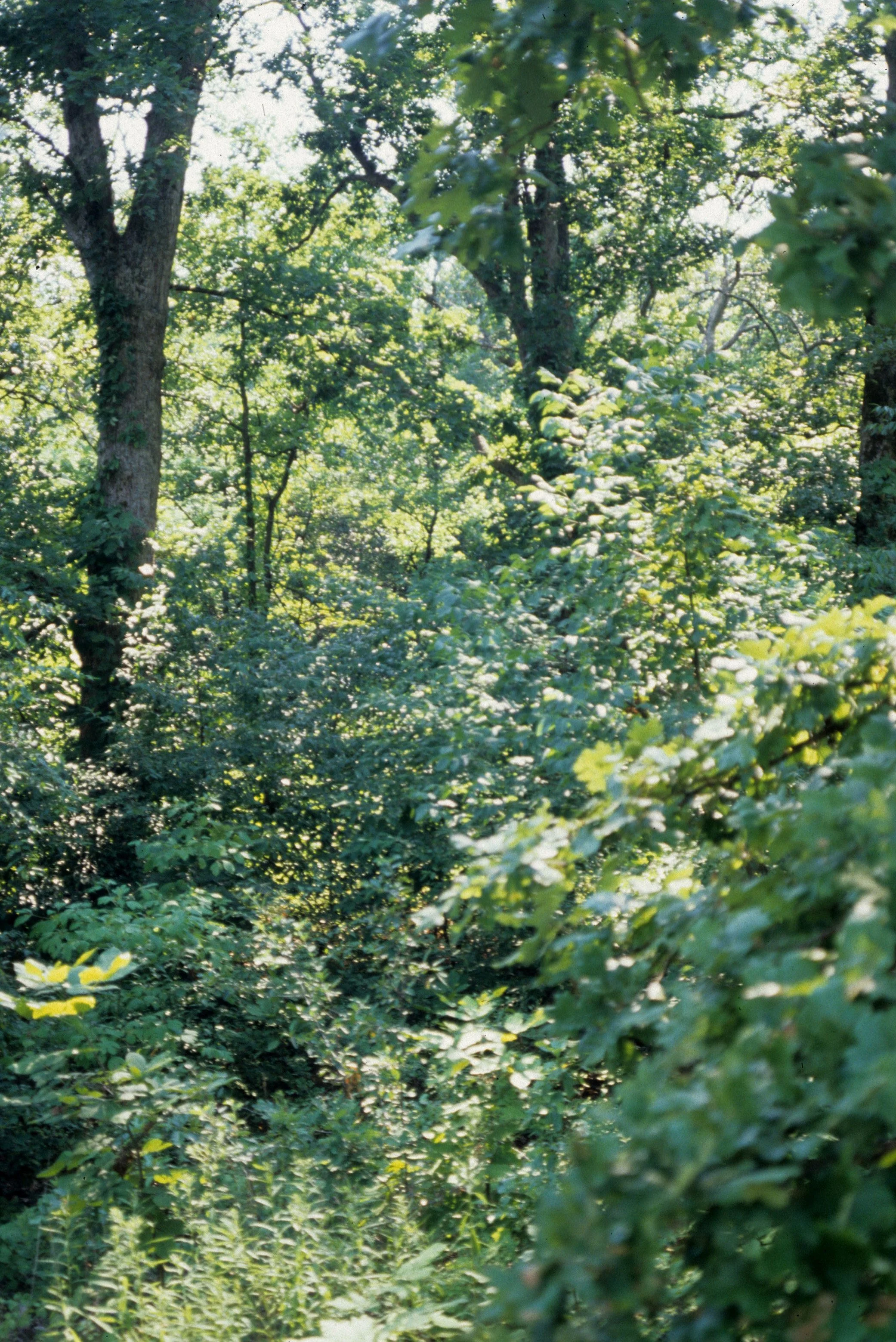 ILLINOIS - HARDWOOD FOREST INTERIOR A.jpg