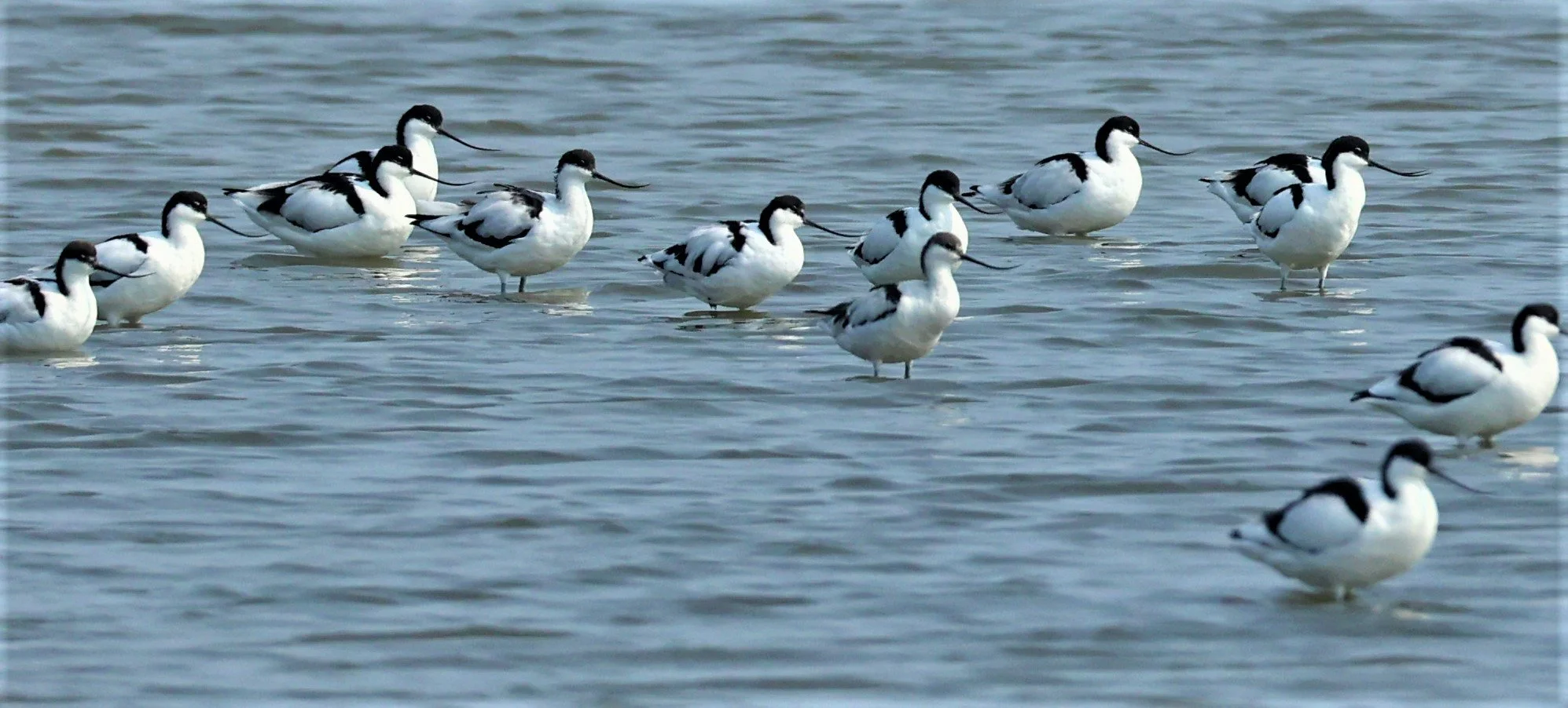 AVOCET - PIED AVOCET - Recurvirostra avosetta - LAEM PAK BIA MARCH 2022 (22).jpg