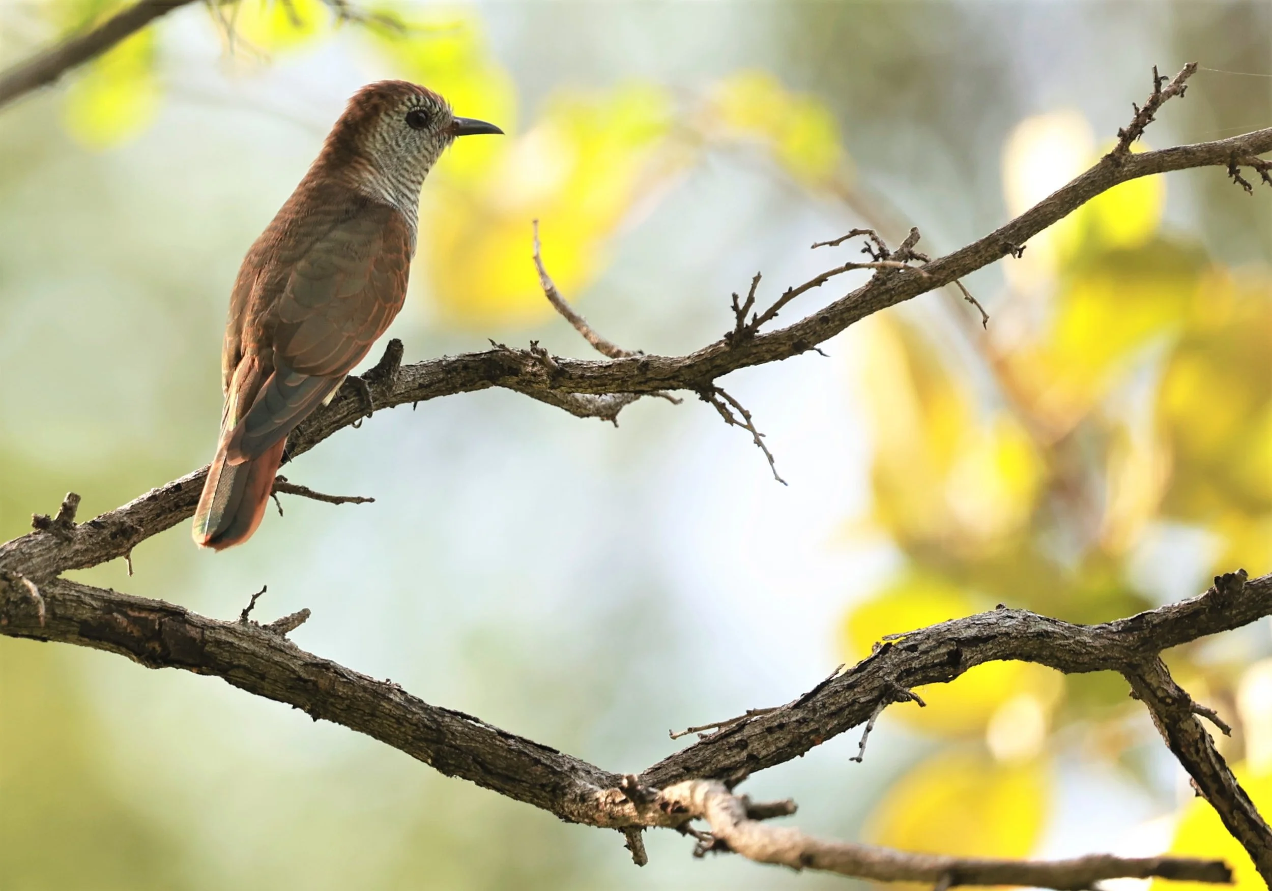 Violet Cuckoo (Chrysococcyx xanthorhynchus) Rama IX Park Bangkok (23).jpg