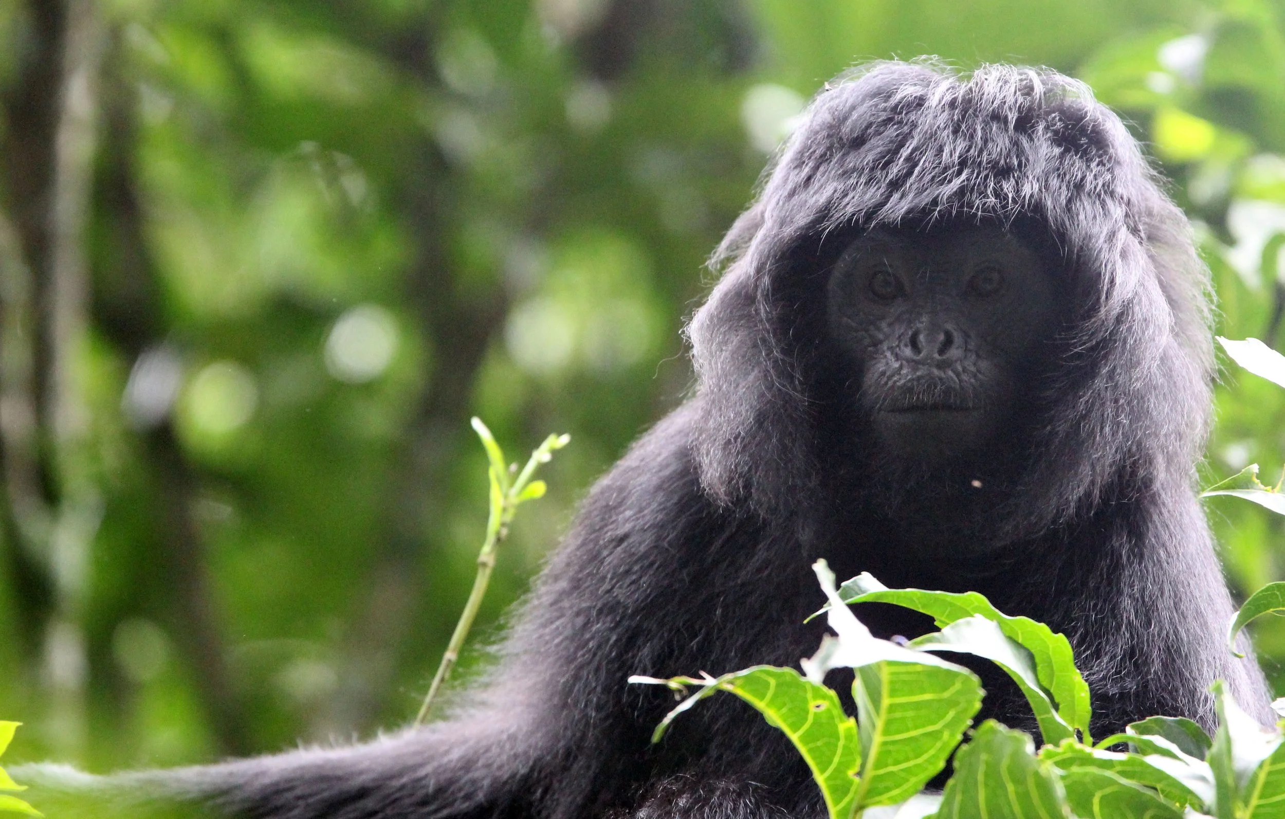 CERCOPITHECIDAE - Trachypithecus mauritius - WEST JAVAN (EBONY) LANGUR - GEDE NATIONAL PARK JAVA BARAT INDONESIA (20).JPG