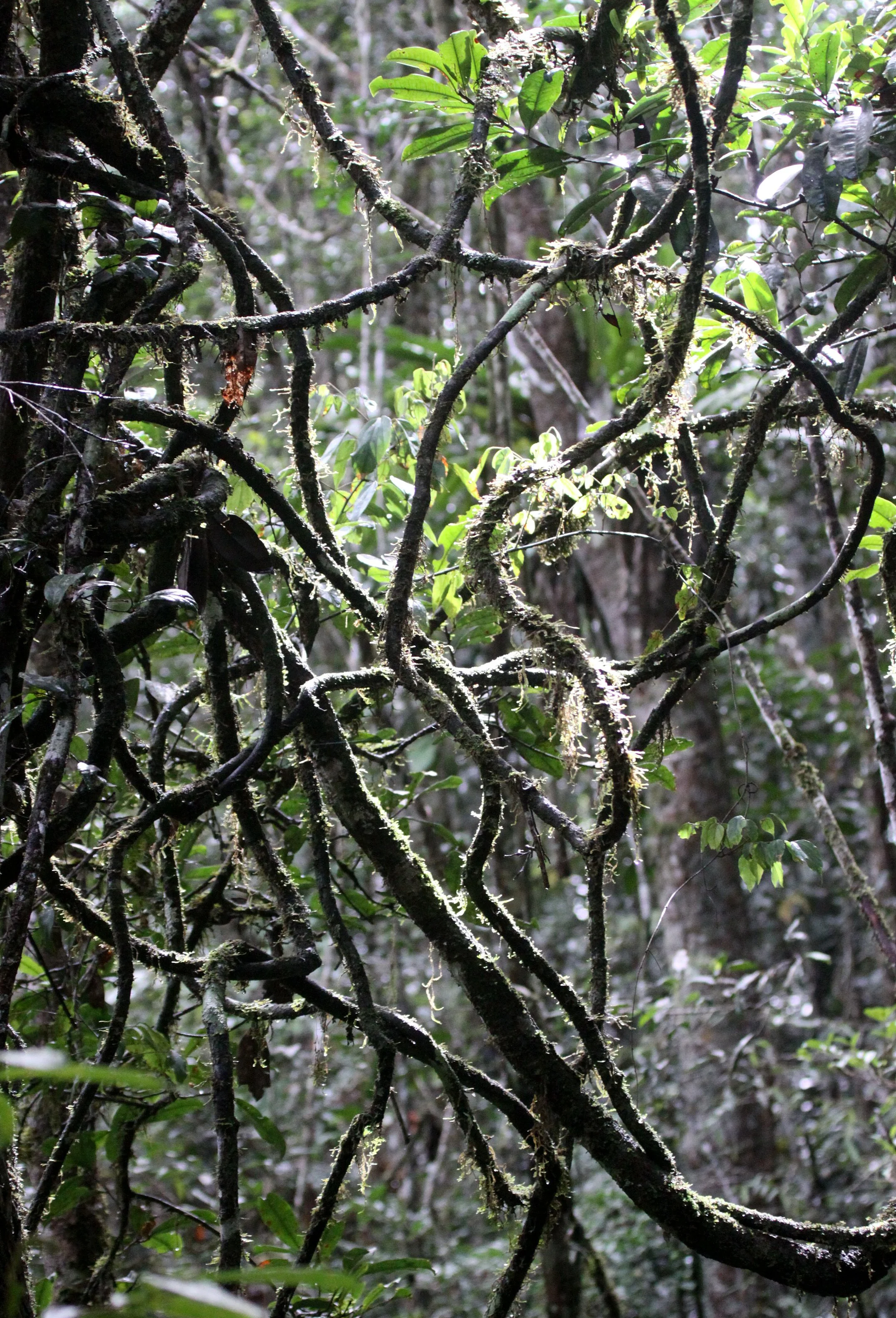 PLANT - LIANA SPECIES - MANTADIA NATIONAL PARK MADAGASCAR.JPG