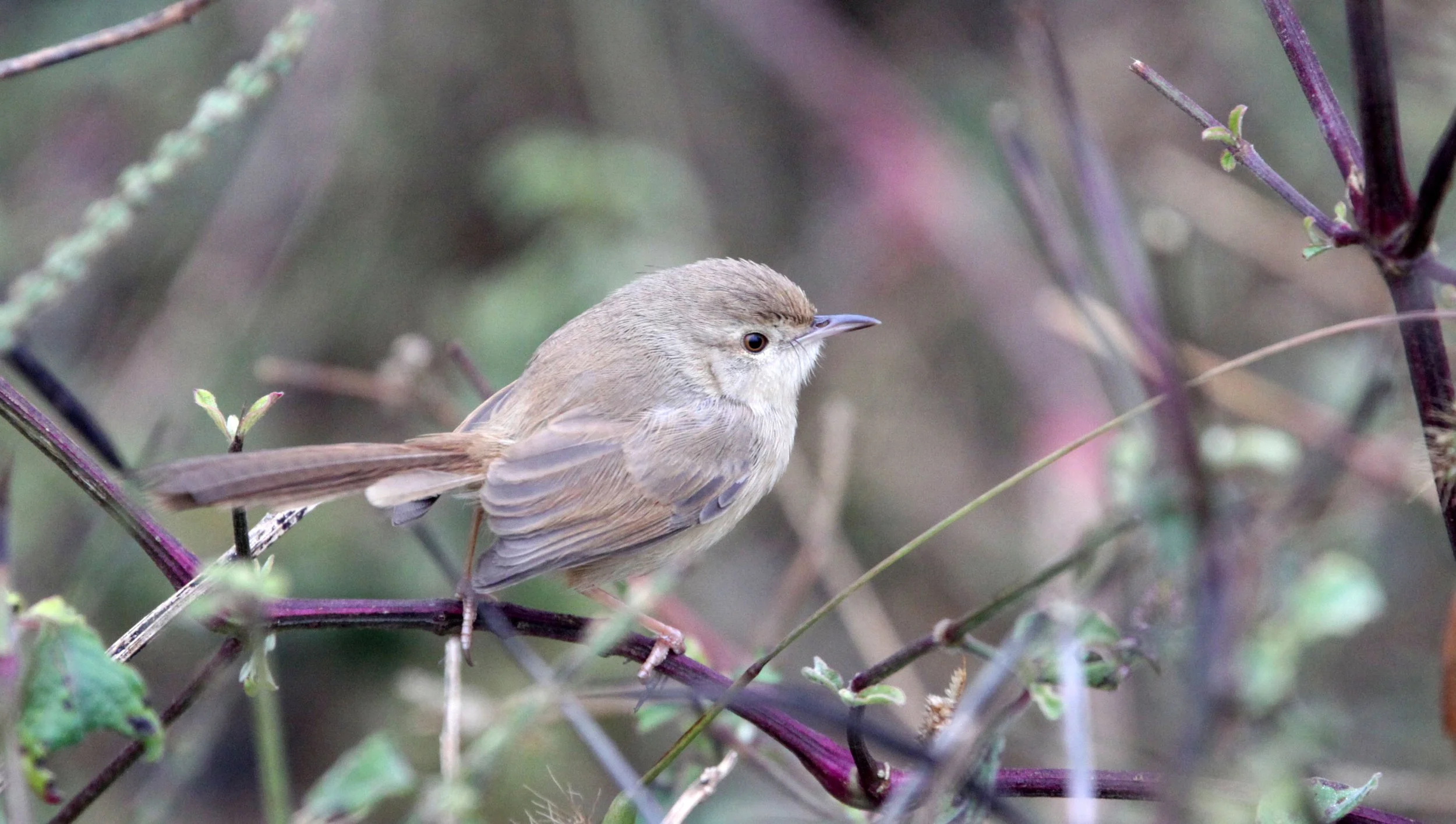 BIRD - PRINIA - GREY-BREASTED PRINIA - PRINIA HODGSONII - CHAMBAL RIVER SANCTUARY INDIA (3).JPG