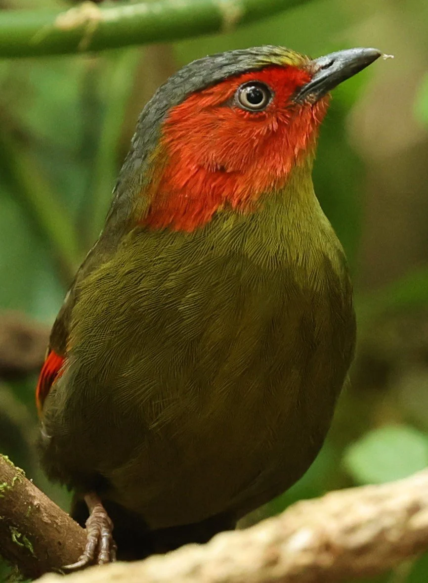 LIOCICHLA - SCARLET-FACED LIOCICHLA - Liocichla ripponi - DOI PHA HOM POK NP DOI LANG EAST FEB 2022 (62).jpg