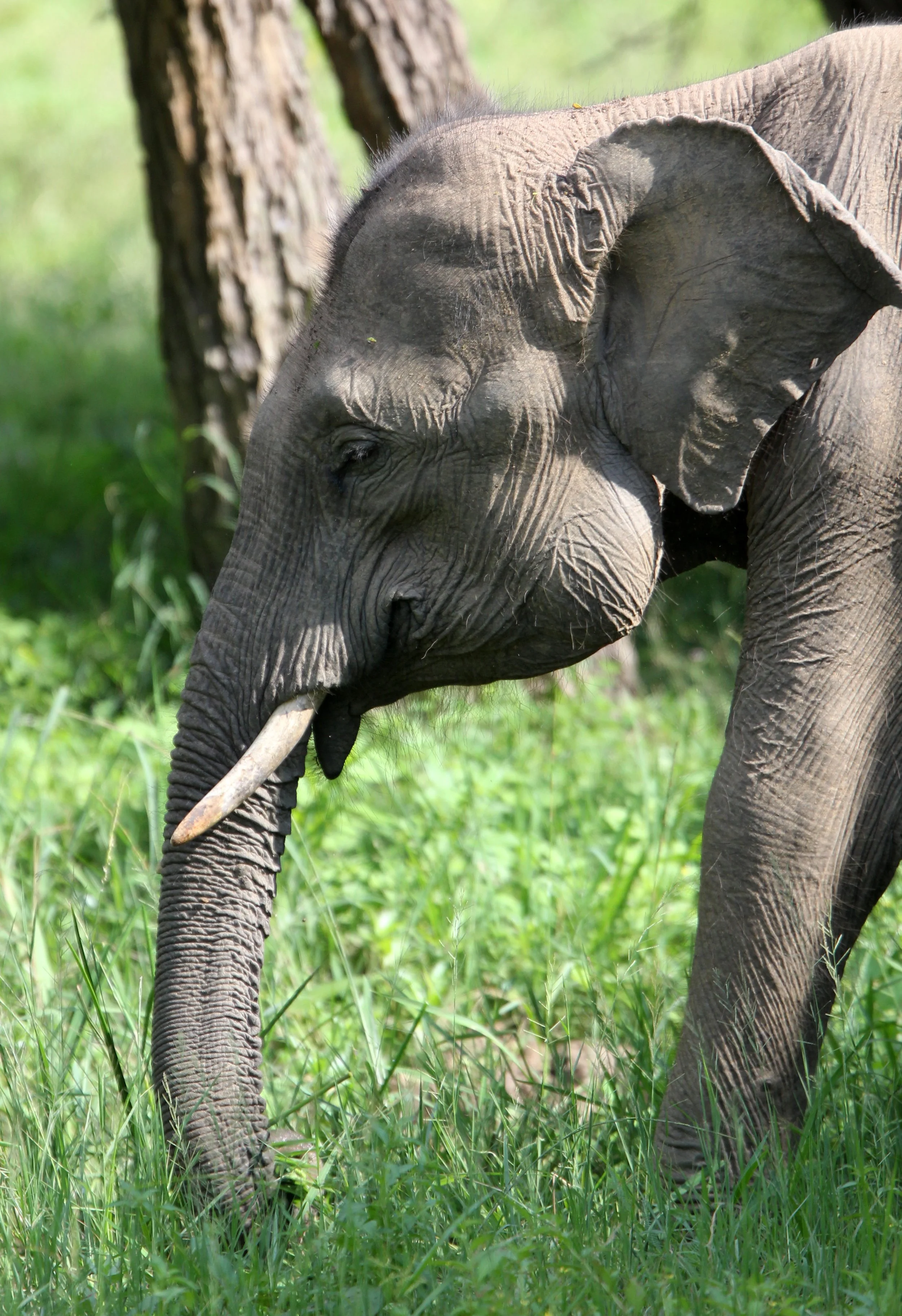 ELEPHANT - SRI LANKA ASIAN ELEPHANT - YALA NATIONAL PARK SRI LANKA (44).JPG