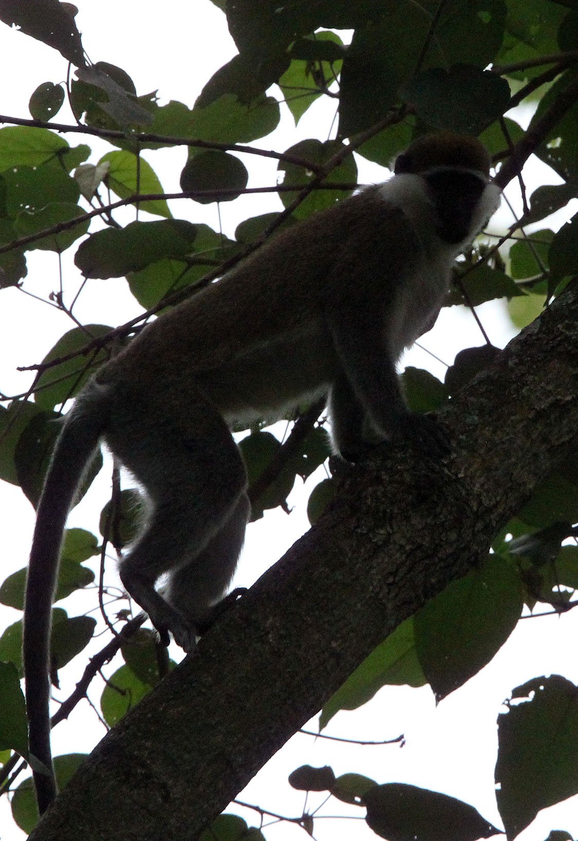 CERCOPITHECIDAE - Chlorocebus aethiops - GRIVET MONKEY - LANGANO LAKE ETHIOPIA (71).JPG