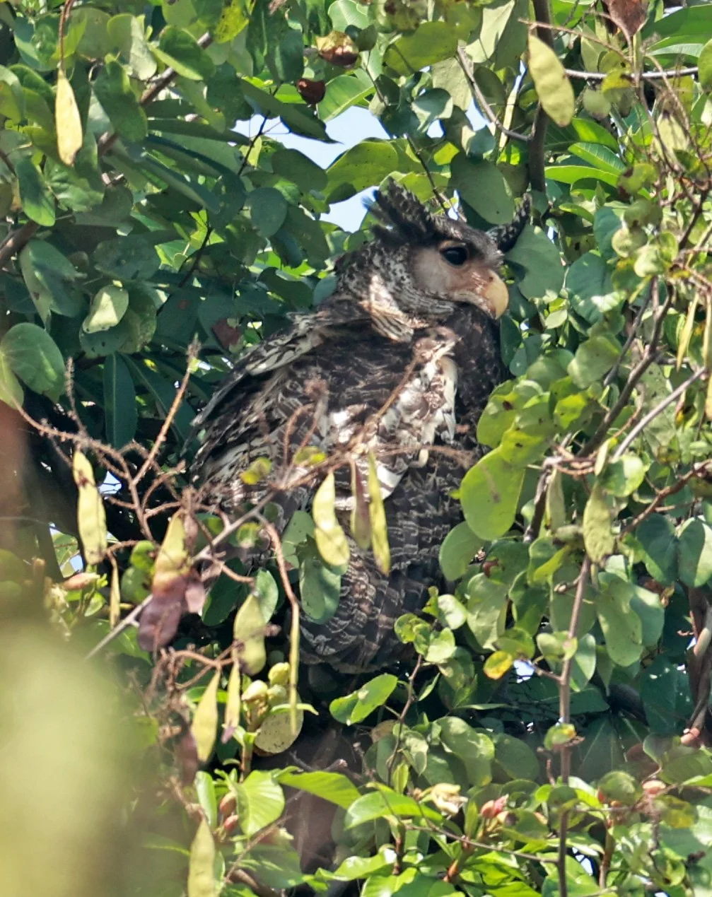 Spot-bellied Eagle-Owl (Bubo nipalensis) Pak Chong Mu Si Municipality Feb 2026  (24).jpg
