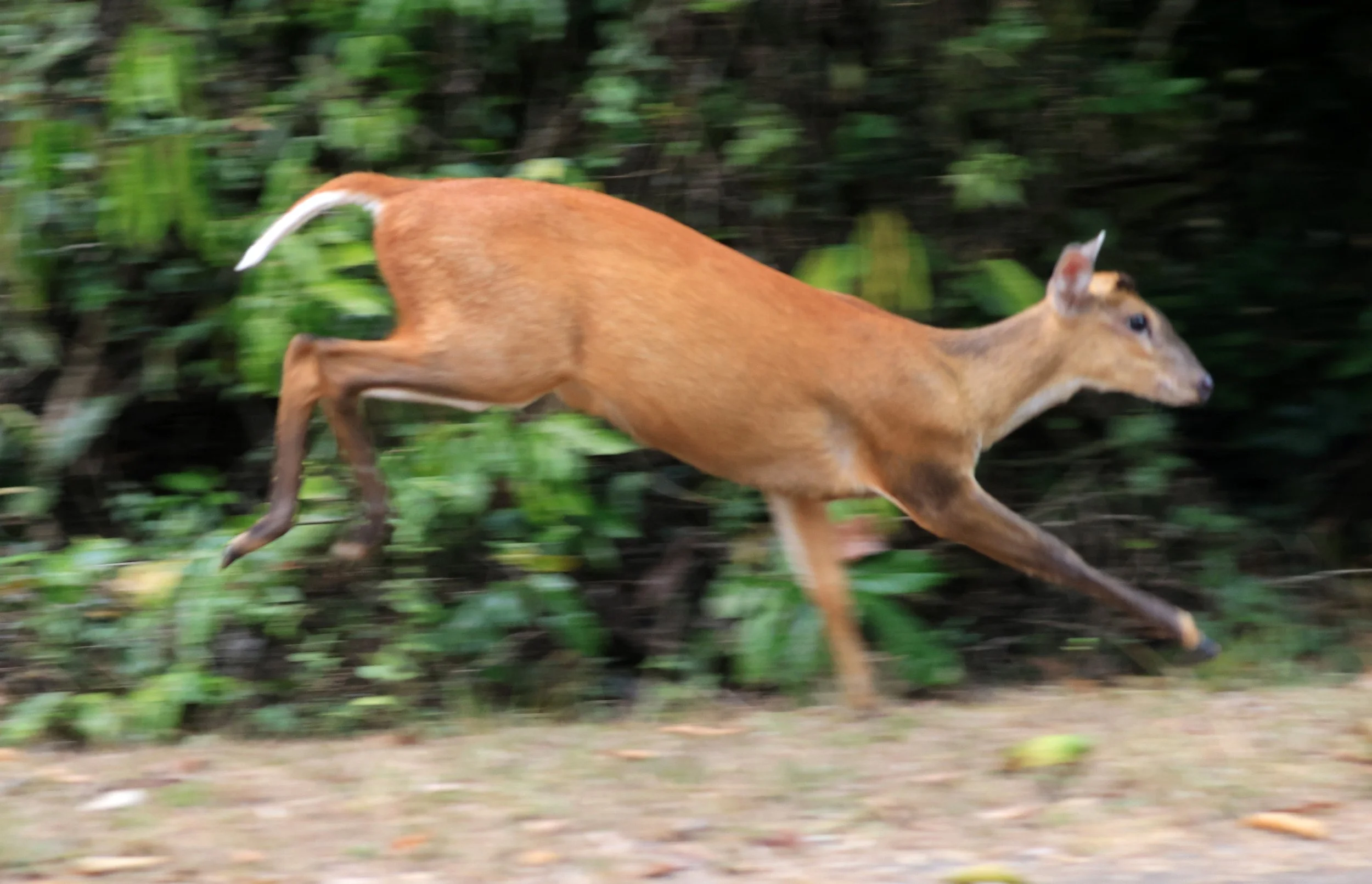 Southern Red Muntjac (Muntiacus muntjak) Khao Yai National Park, Thailand (13).jpg