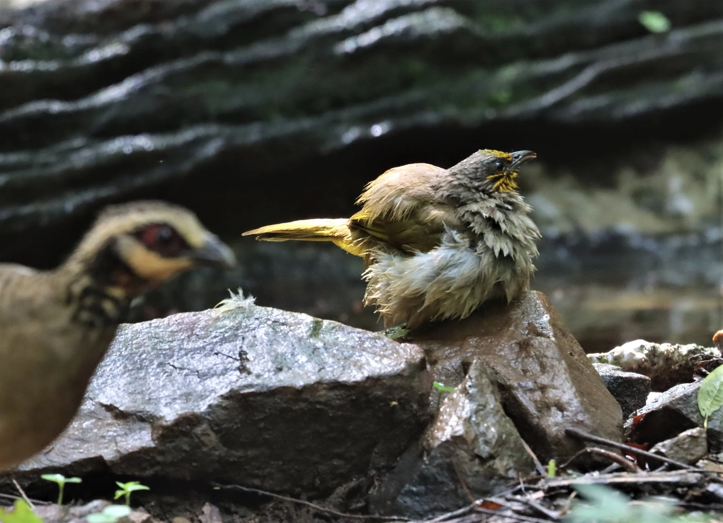BULBUL - STRIPE-THROATED BULBUL - Pycnonotus finlaysoni - LUNG SIN HIDE KAENG KRACHAN 2021.jpg