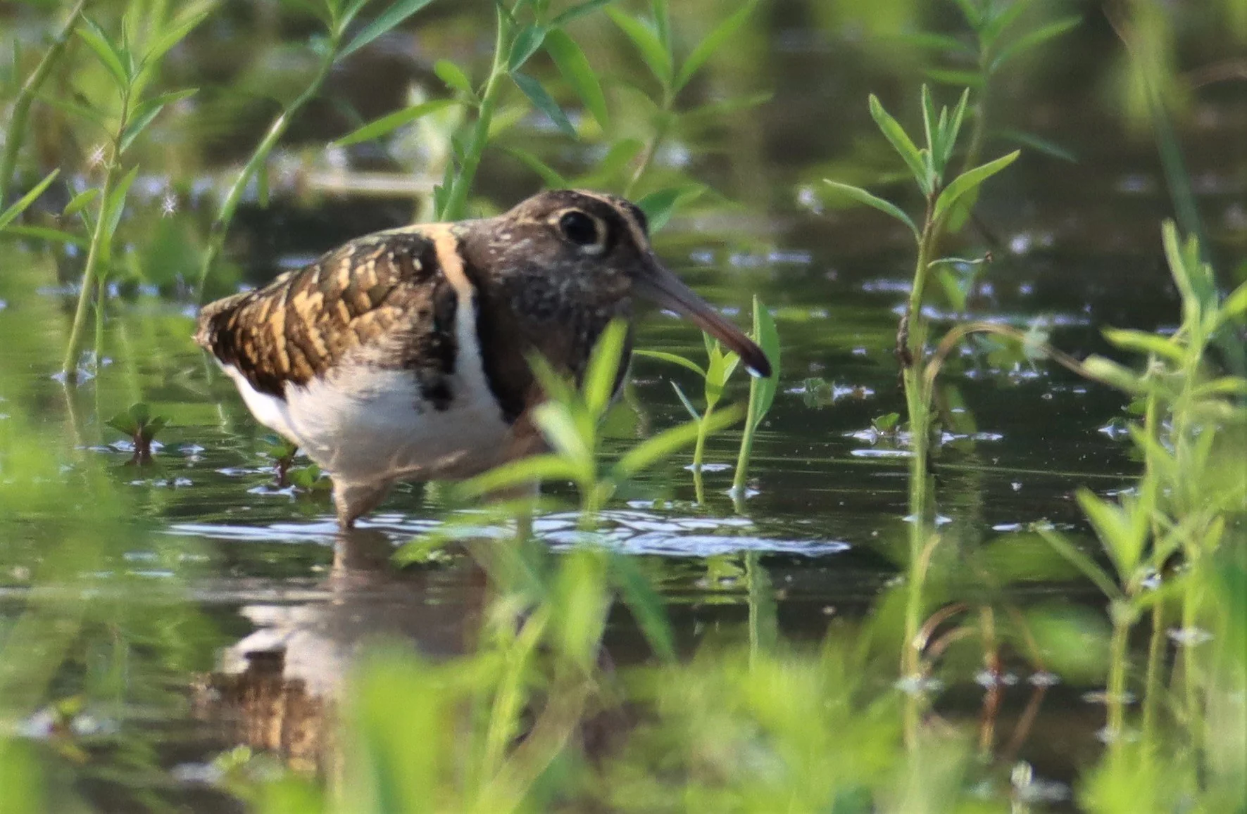 SNIPE - GREATER PAINTED SNIPE - Rostratula benghalensis - PATHUM THANI RICE RESE (51).JPG