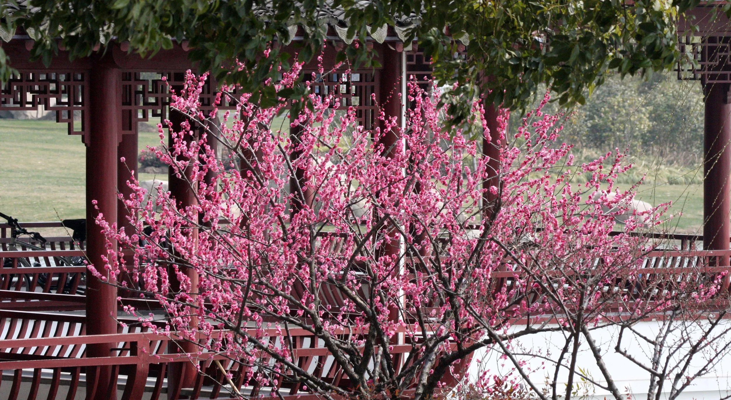 2011-3-4 PARK NEAR JINQIAO SHANGHAI (6).JPG