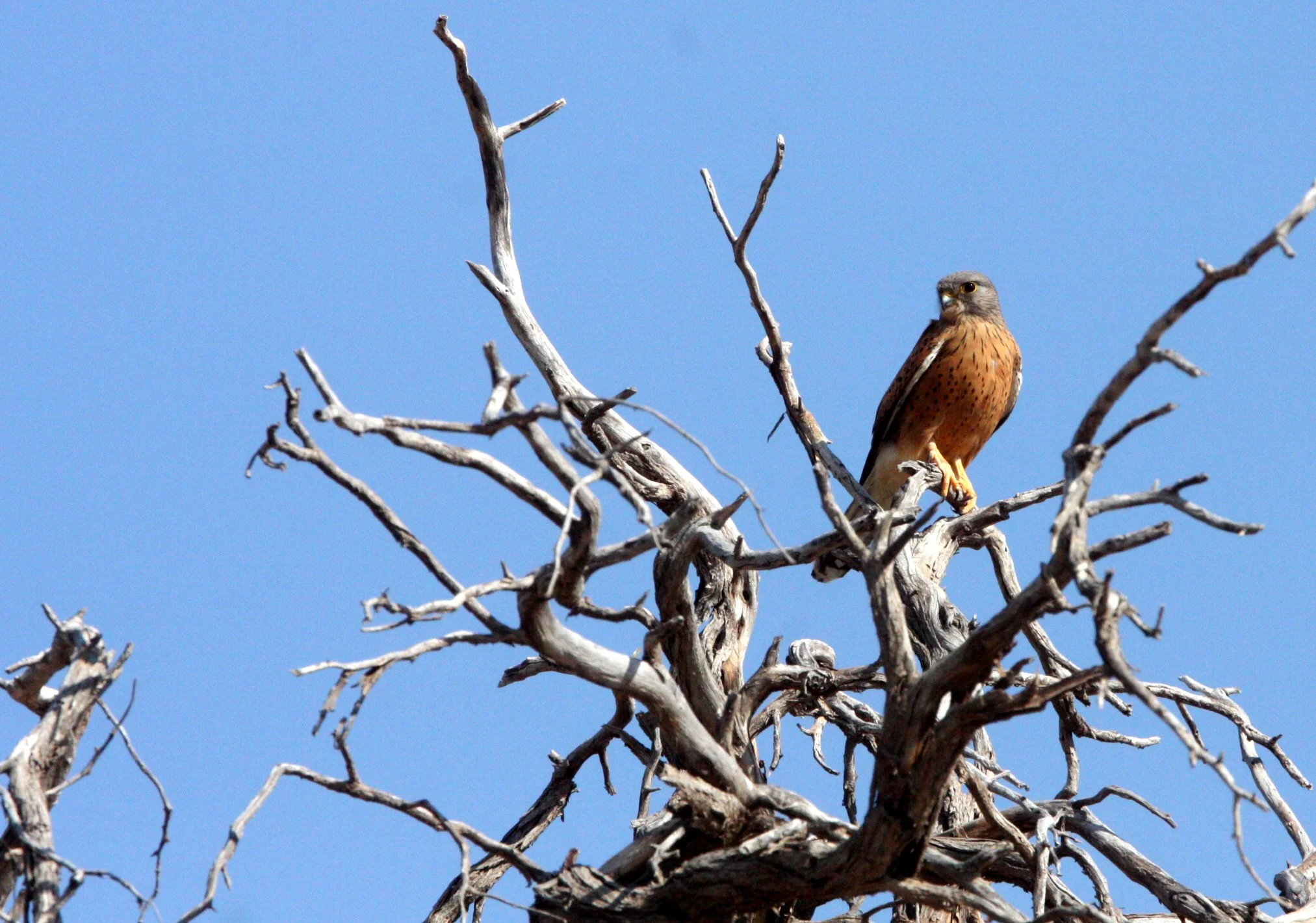 BIRD - KESTREL - LESSER KESTREL - FALCO NAUMANNI - KGALAGADI NATIONAL PARK RSA (5).JPG