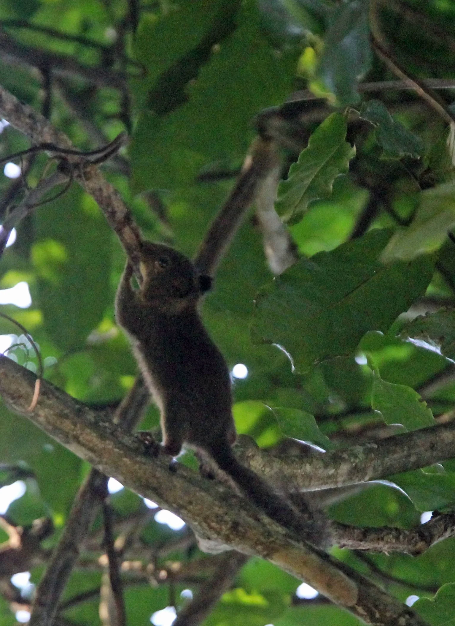 Prosciurillus leucomus - WHITISH DWARF SQUIRREL - TANGKOKO NATIONAL PARK SULAWESI INDONESIA (5).JPG