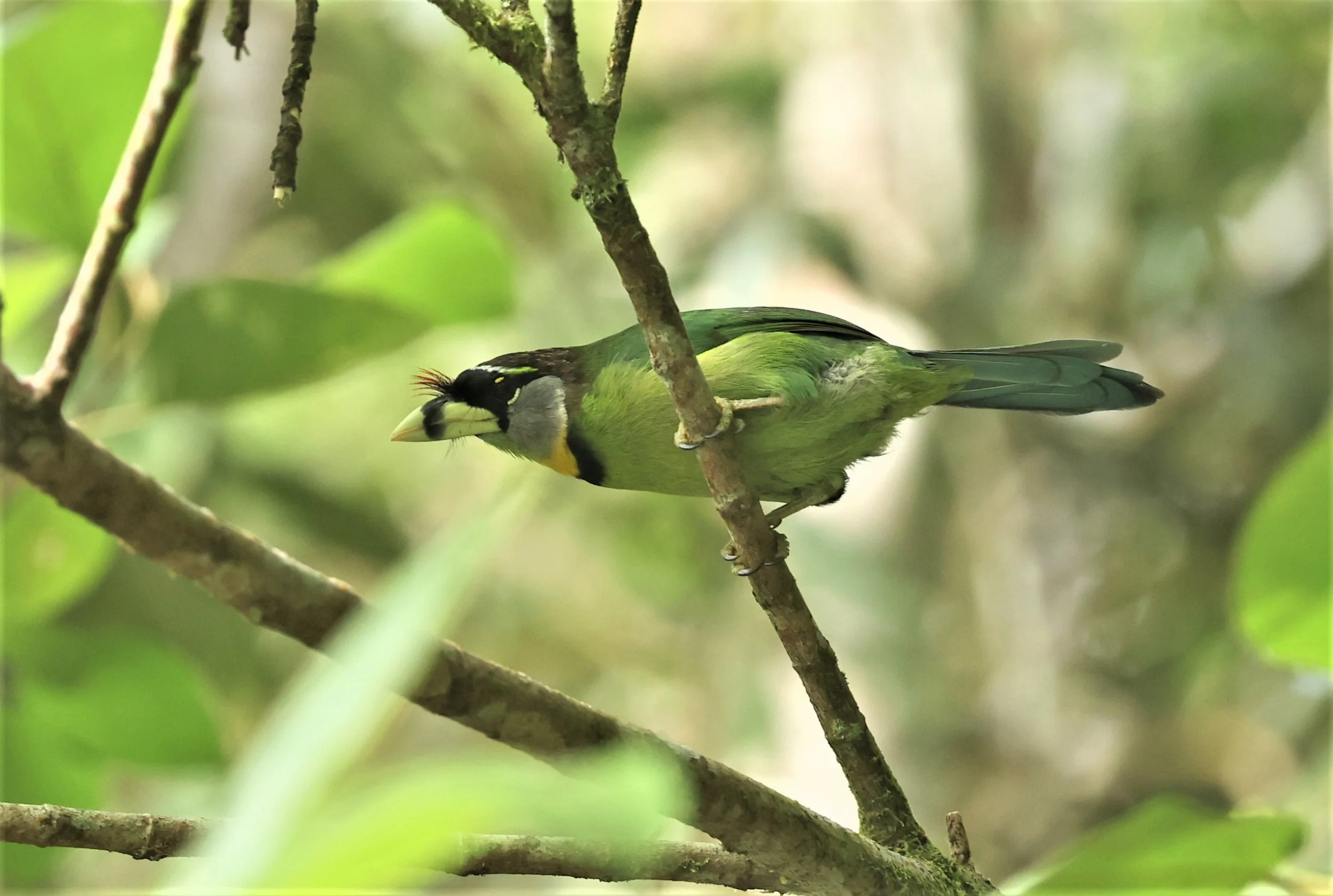 Psilopogon pyrolophus - FIRE-TUFTED BARBET - FRASER'S HILL, MALAYSIA JUNE 2022 (22).jpg