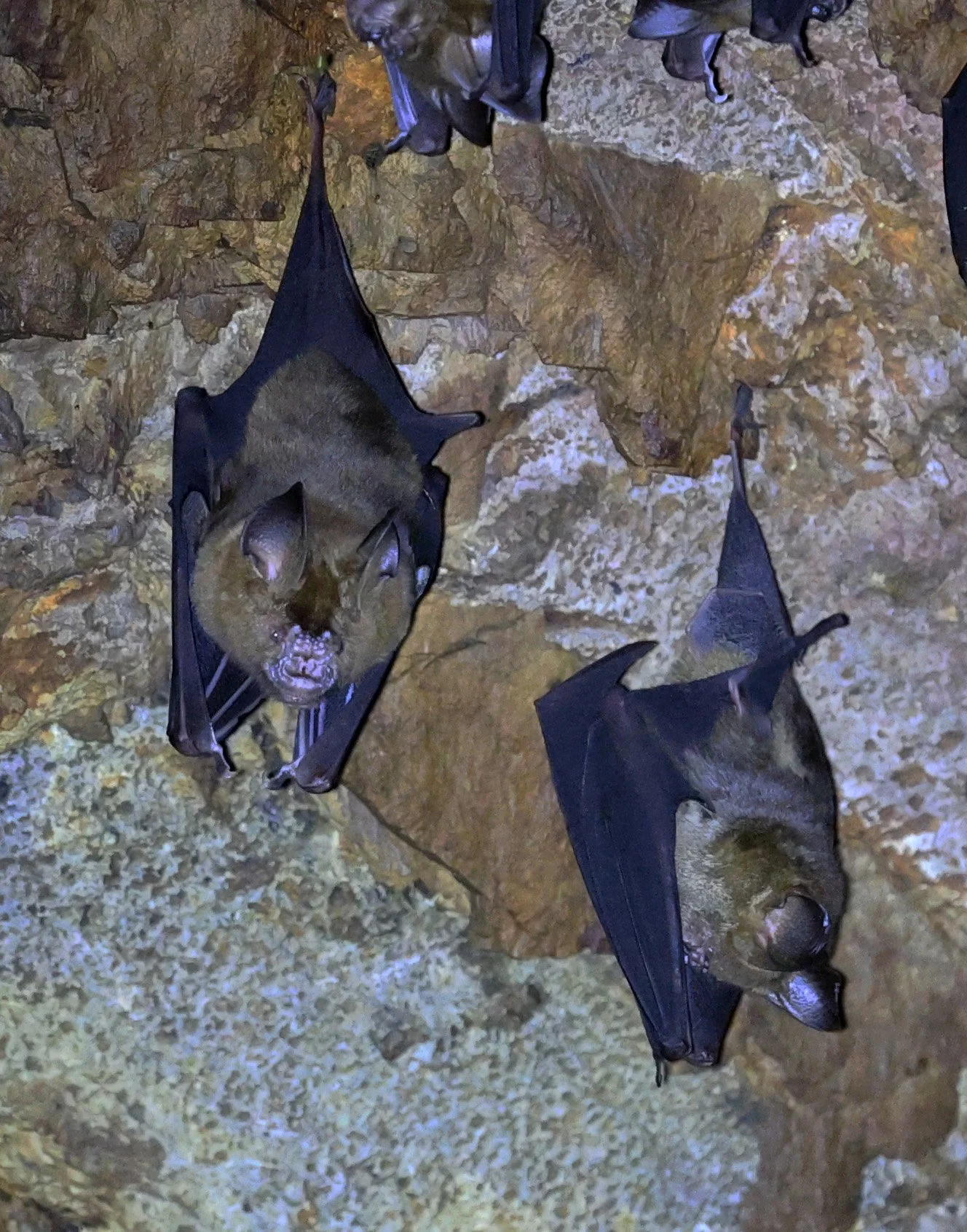 Great Himalayan Leaf-nosed Bat (Hipposideros armiger) Wat Sa Nam Sai Temple Pak Chong Thailand (23).jpg