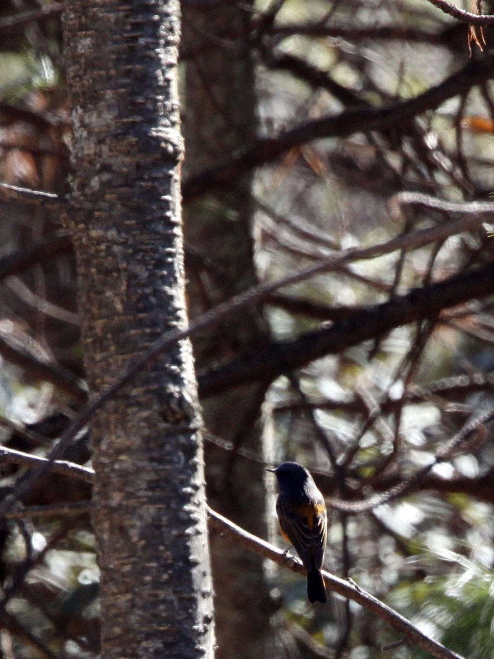 BIRD - REDSTART - BLUE-FRONTED REDSTART -  LIJIAN REGION HIGHLANDS YUNNAN CHINA (2).JPG