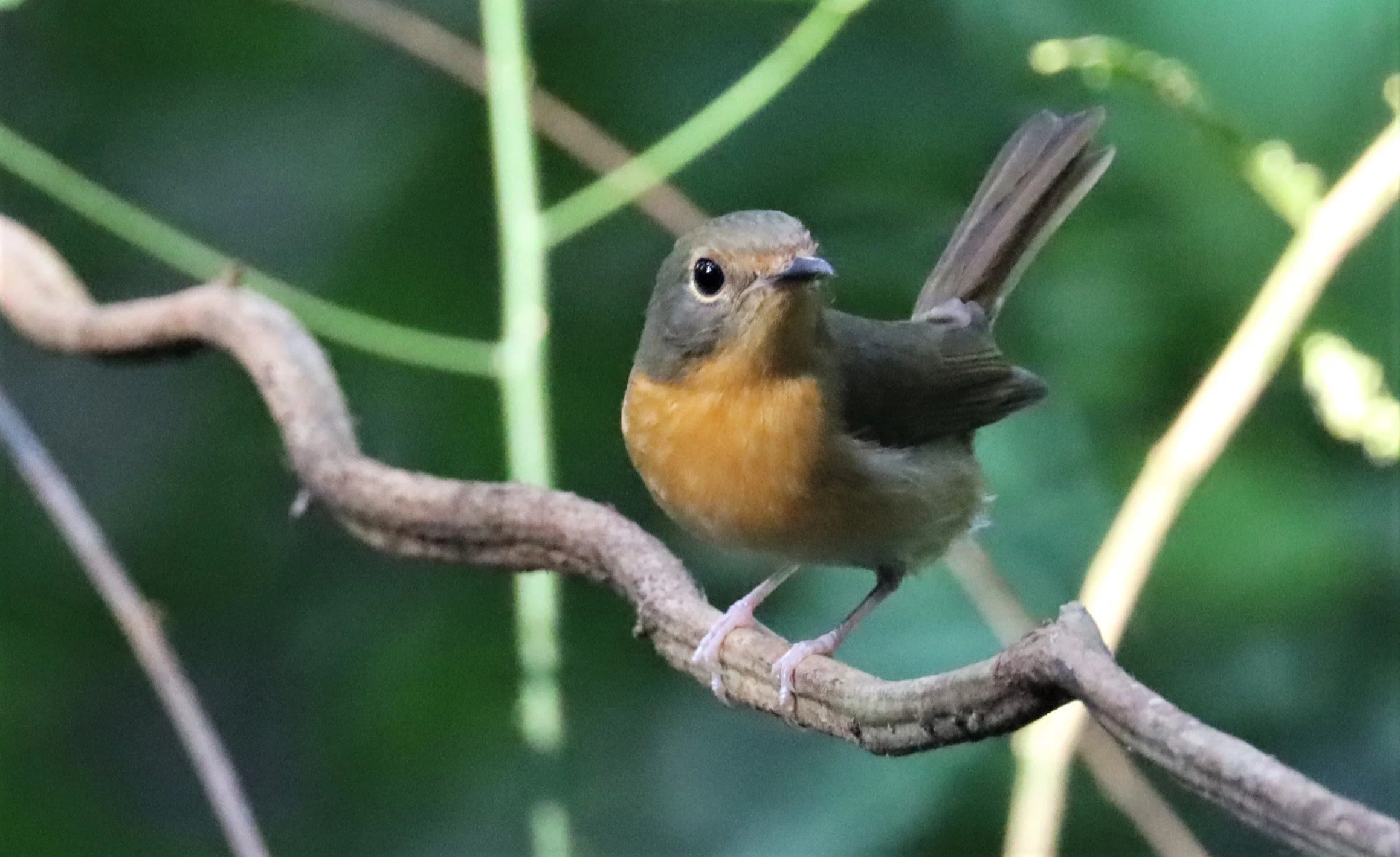 FLYCATCHER - LARGE BLUE FLYCATCHER - Cyornis magnirostris - WAT THAM PRATHUN CHONBURI (17).jpg