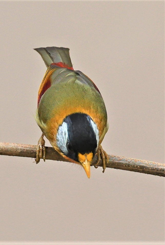 MESIA - SILVER-EARED MESIA - Leiothrix argentauris - DOI ANG KHANG CHIANG MAI FEB 2022 (15).jpg